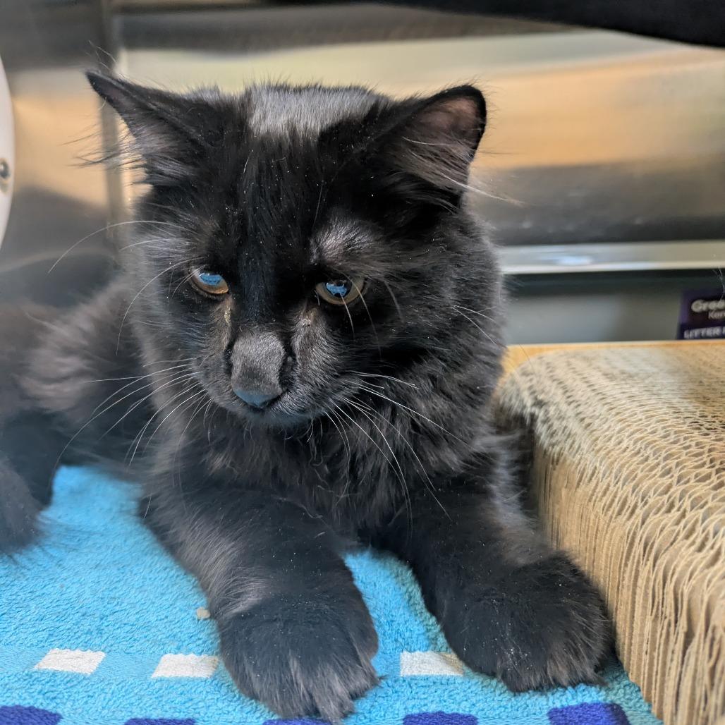 Desmond, Adoptable, Kitten Male Domestic Medium Hair.