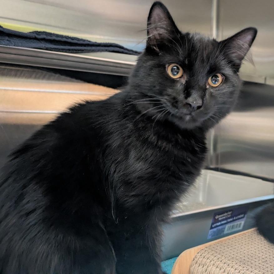 Enlarge Desmond, a Adoptable Domestic Medium Hair in South Burlington, VT image 2/2