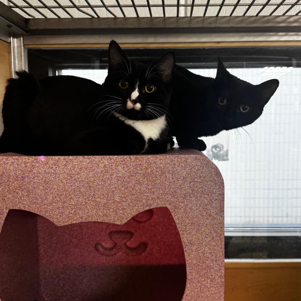 Chelley, a Adoptable Domestic Short Hair in Brookfield, WI image 1/6