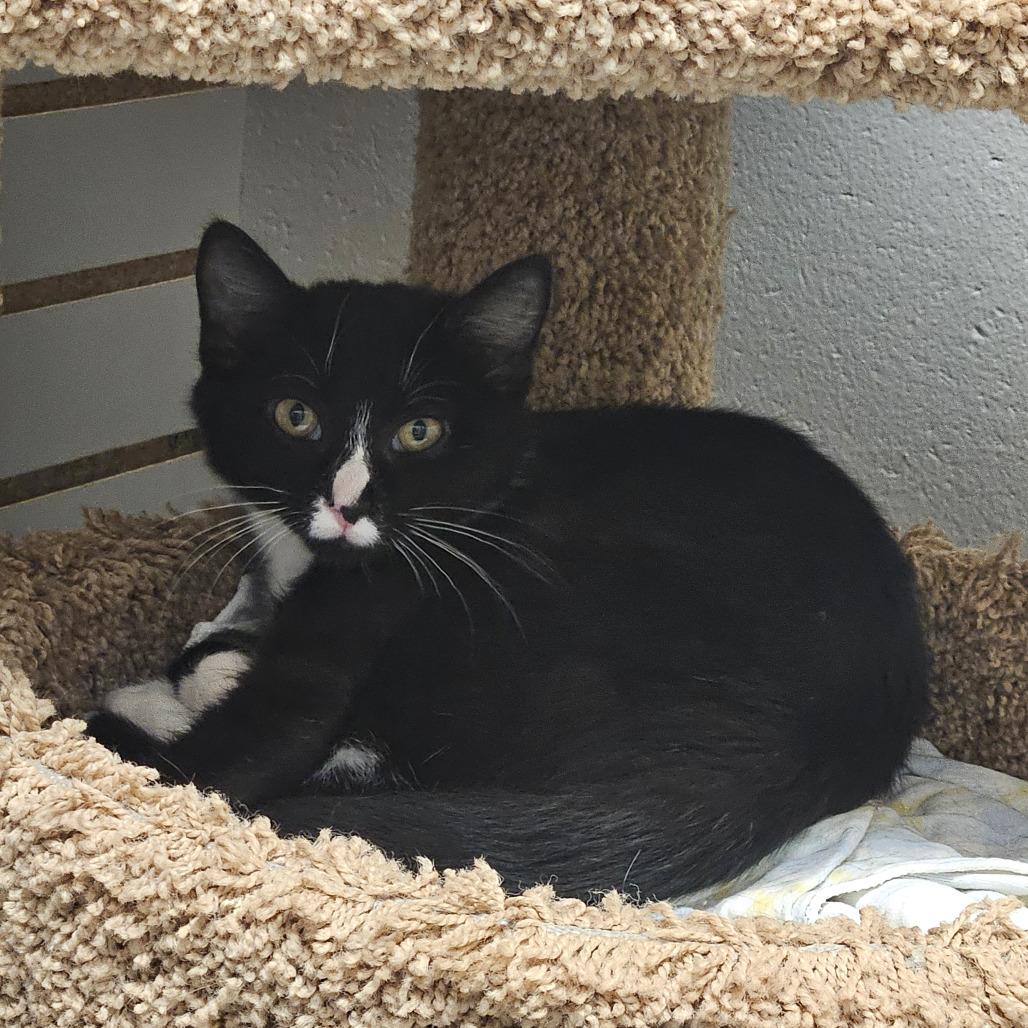 Chelley, a Adoptable Domestic Short Hair in Brookfield, WI image 2/6