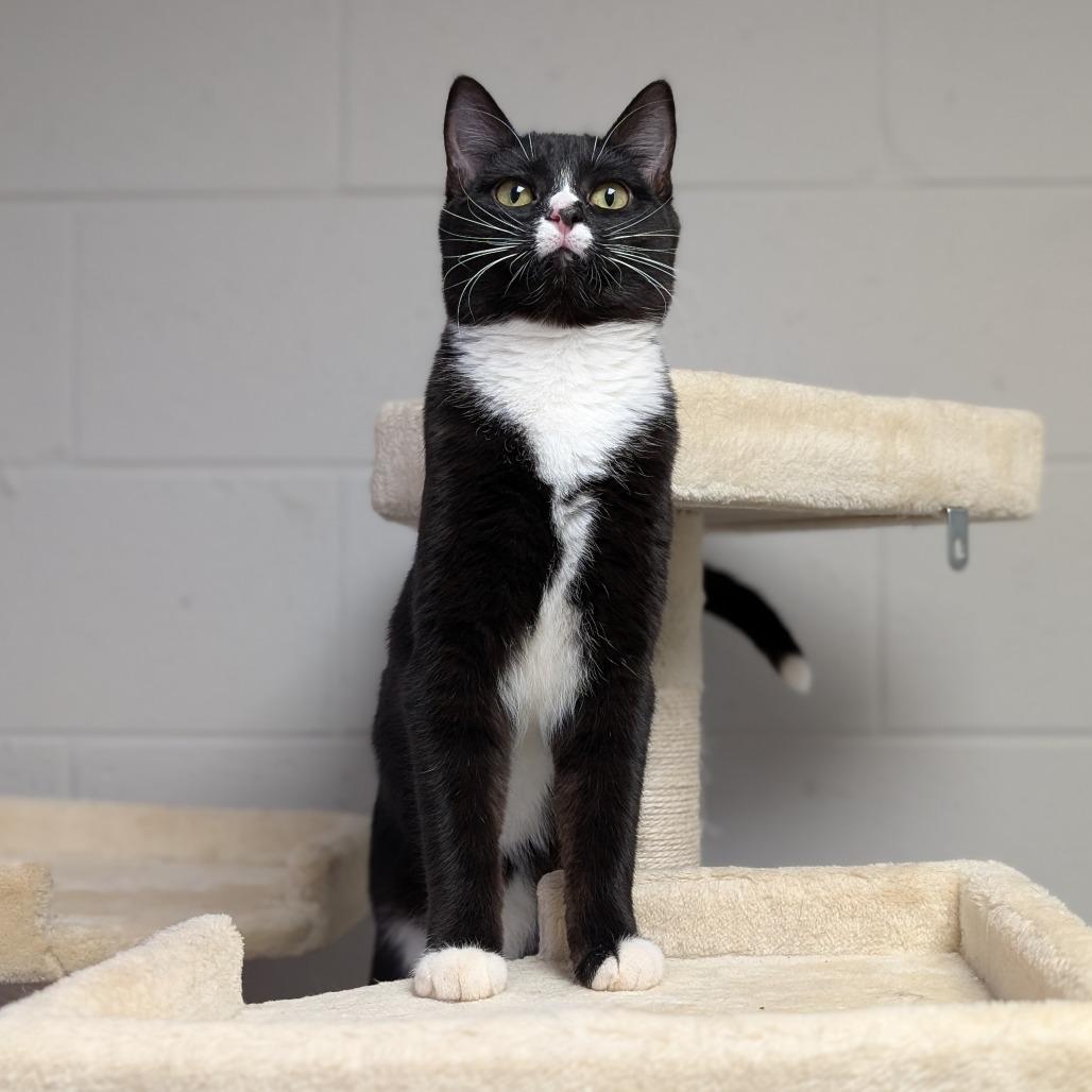 Chelley, a Adoptable Domestic Short Hair in Brookfield, WI image 3/6