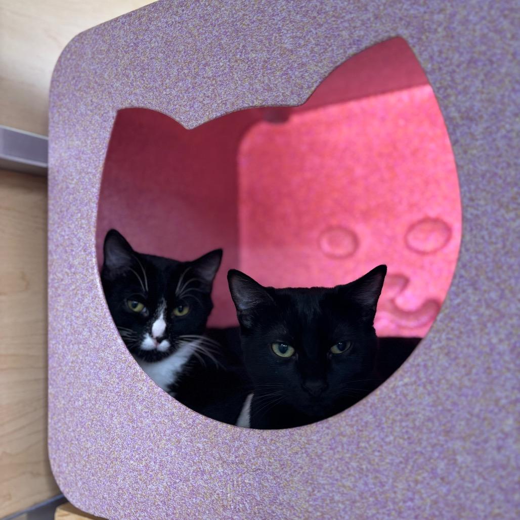 Chelley, a Adoptable Domestic Short Hair in Brookfield, WI image 4/6