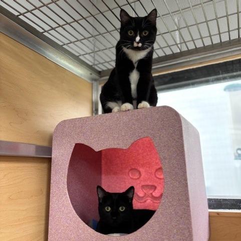 Chelley, a Adoptable Domestic Short Hair in Brookfield, WI image 5/6