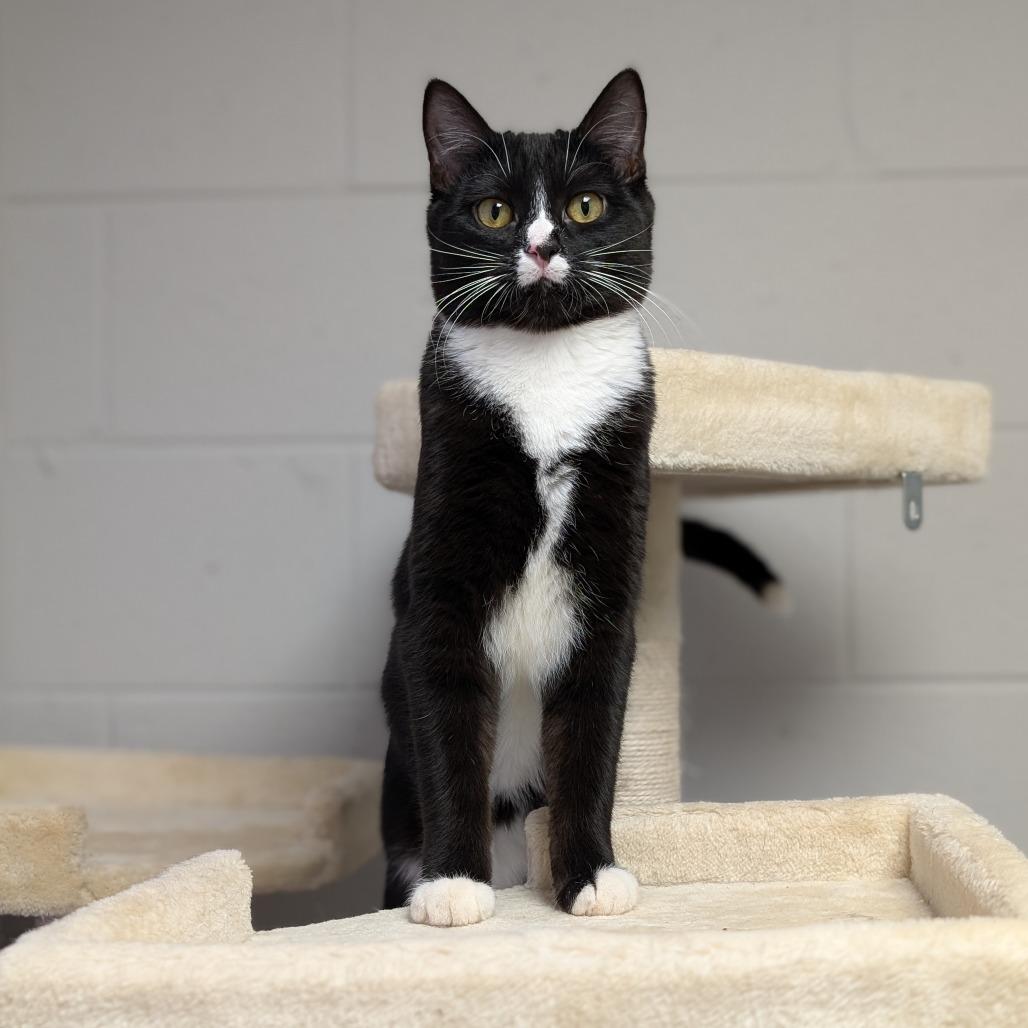 Chelley, a Adoptable Domestic Short Hair in Brookfield, WI image 6/6