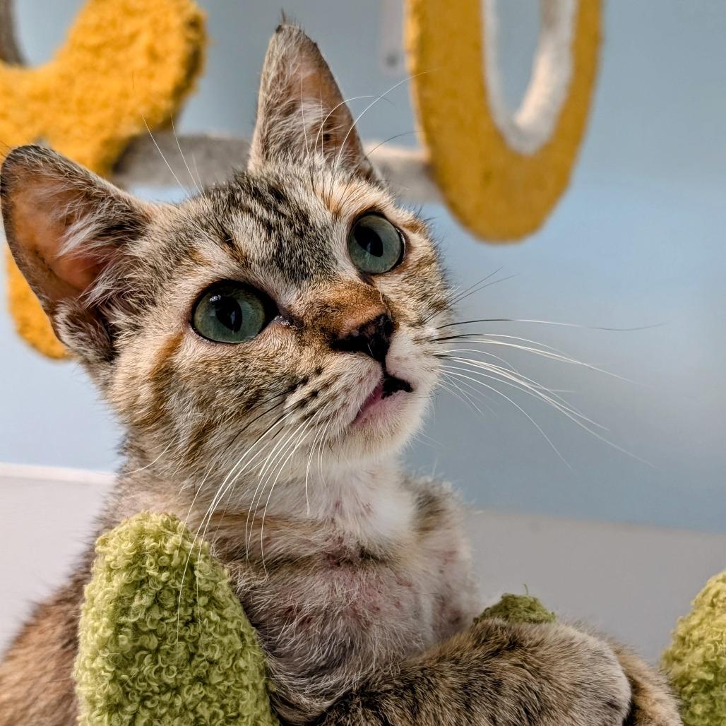 Jovi, Adoptable, Young Female Domestic Short Hair.