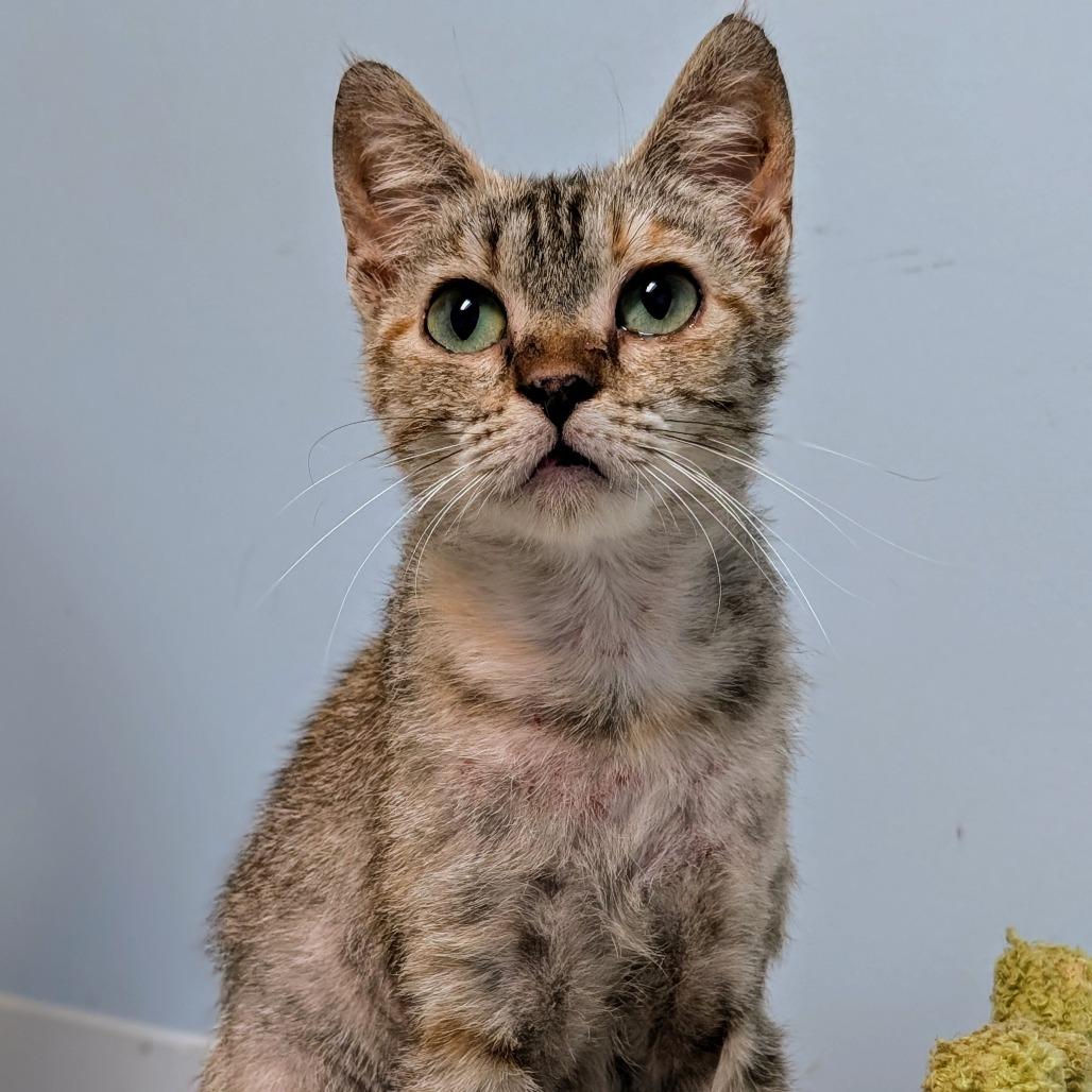 Jovi, a Adoptable mixed breed in Winchester, TN image 2/3