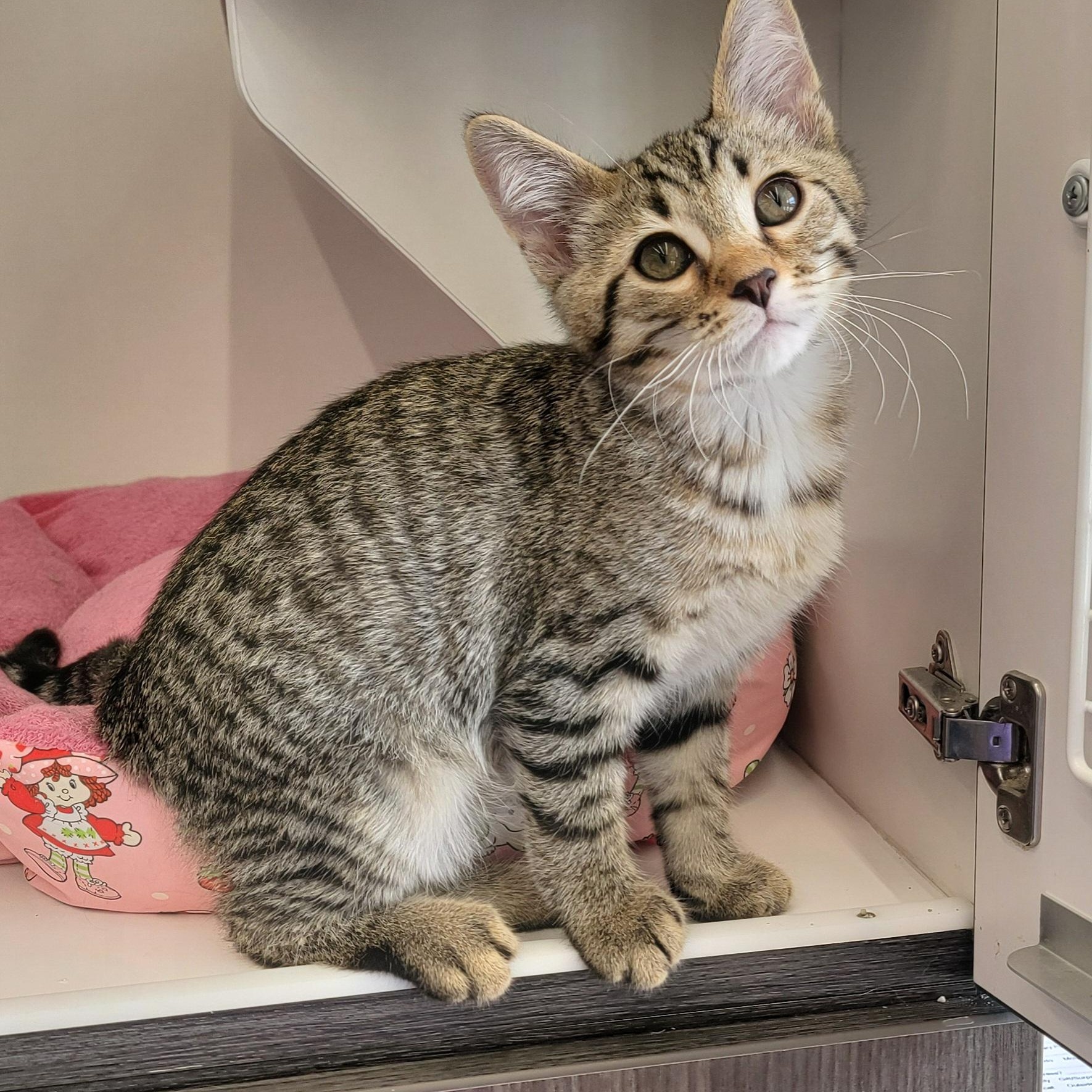 Pickles Adopted 8 7.26, a ADOPTABLE Domestic Short Hair in Wyandotte, MI image 6/6