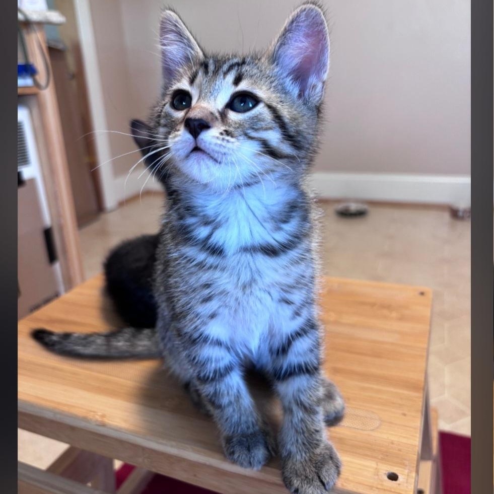 Enlarge Pickles, a ADOPTABLE Domestic Short Hair in Wyandotte, MI image 6/6