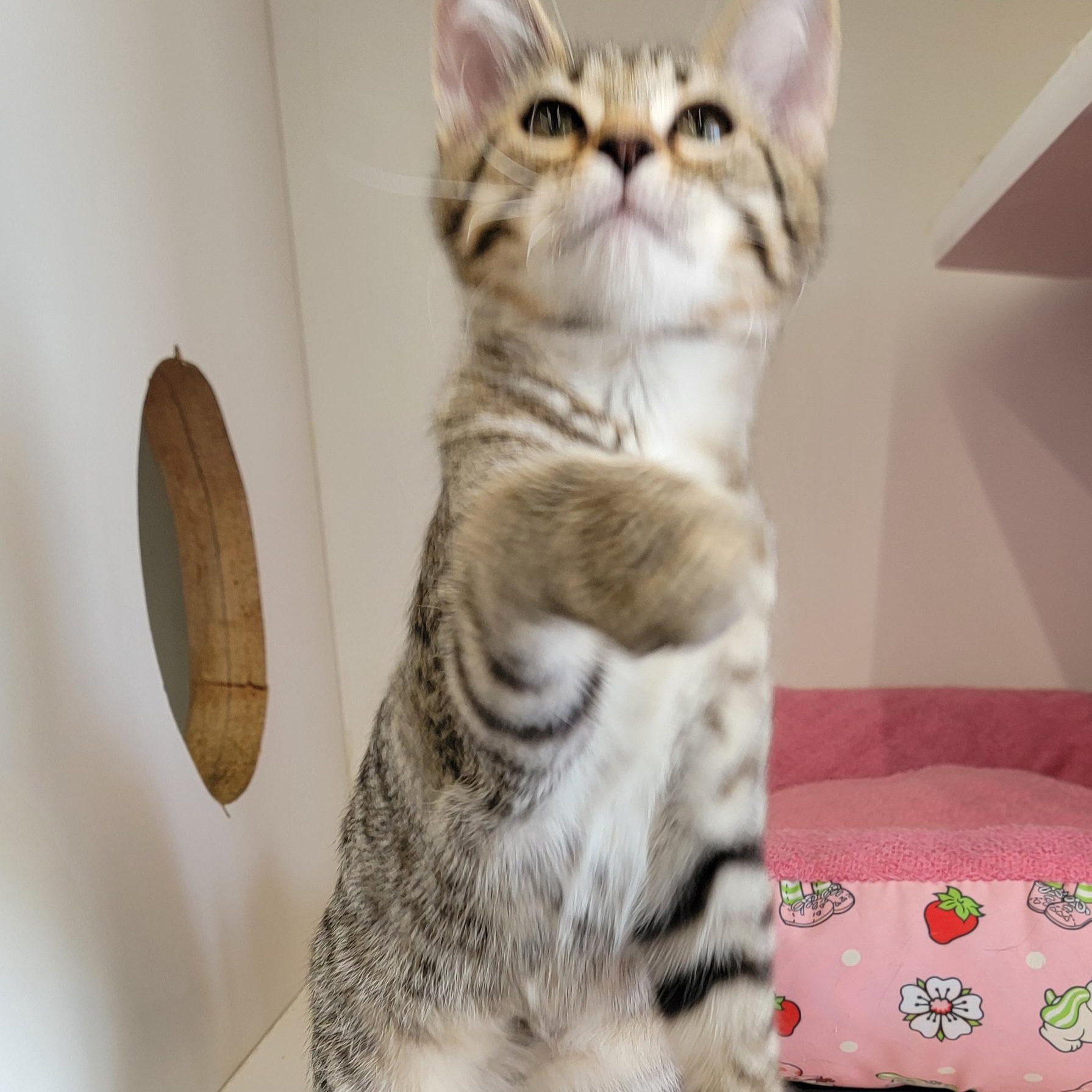 Pickles Adopted 8 7.26, a ADOPTABLE Domestic Short Hair in Wyandotte, MI image 3/6