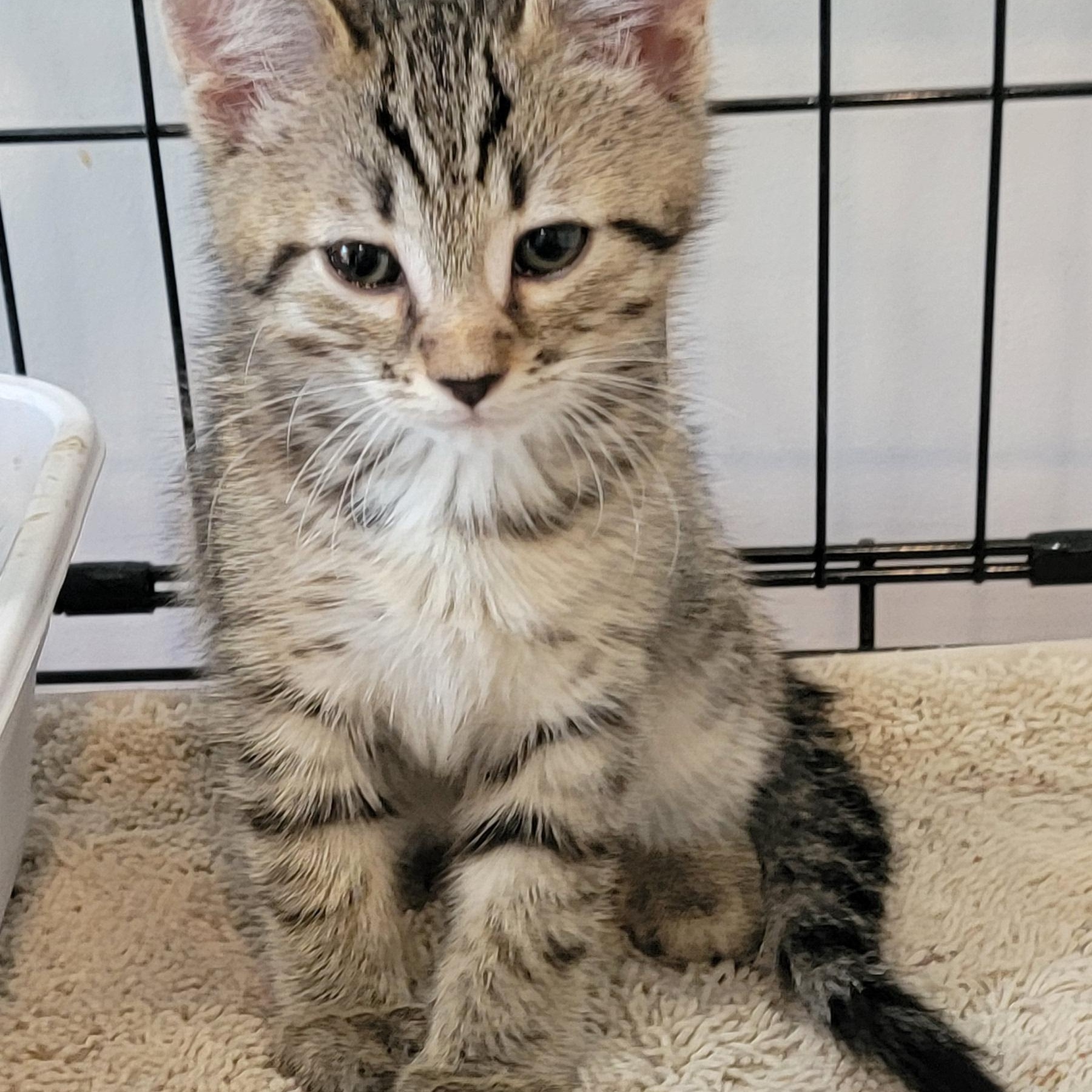 Enlarge Pickles, a ADOPTABLE Domestic Short Hair in Wyandotte, MI image 4/6