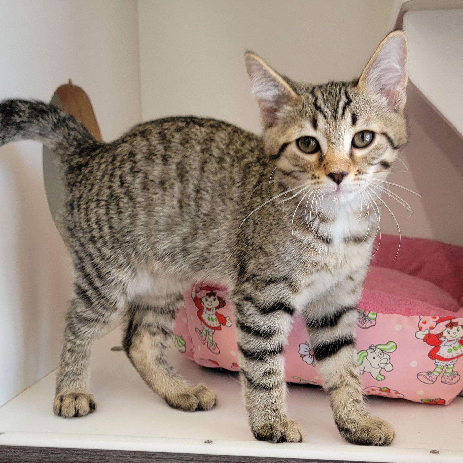 Pickles Adopted 8 7.26, ADOPTABLE, Kitten Male Domestic Short Hair.