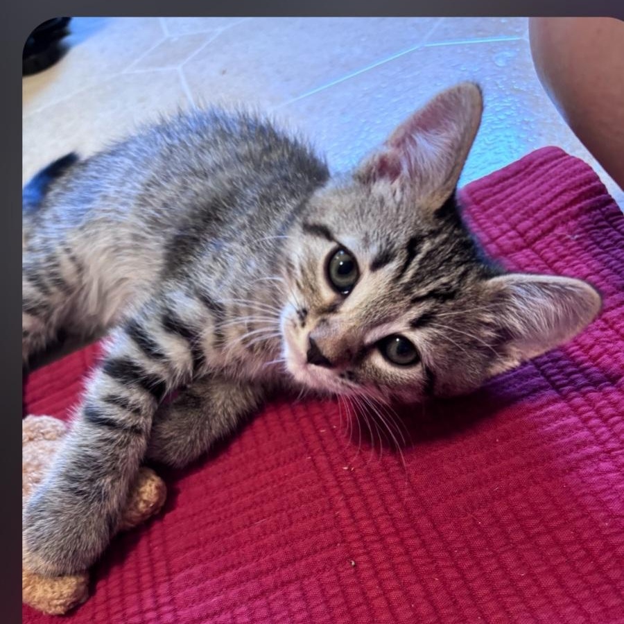 Enlarge Pickles, a ADOPTABLE Domestic Short Hair in Wyandotte, MI image 3/6