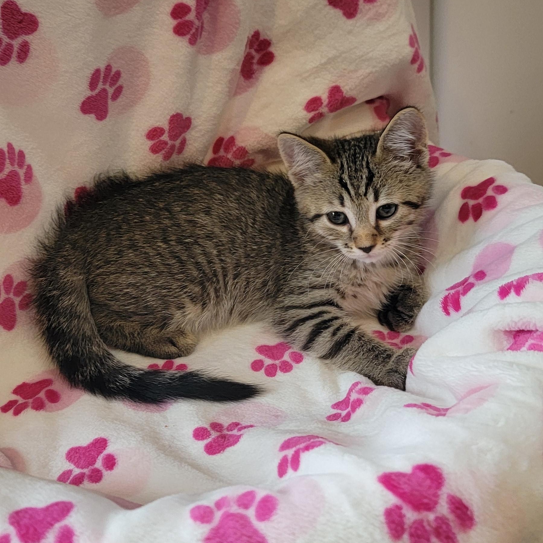 Enlarge Pickles, a ADOPTABLE Domestic Short Hair in Wyandotte, MI image 5/6