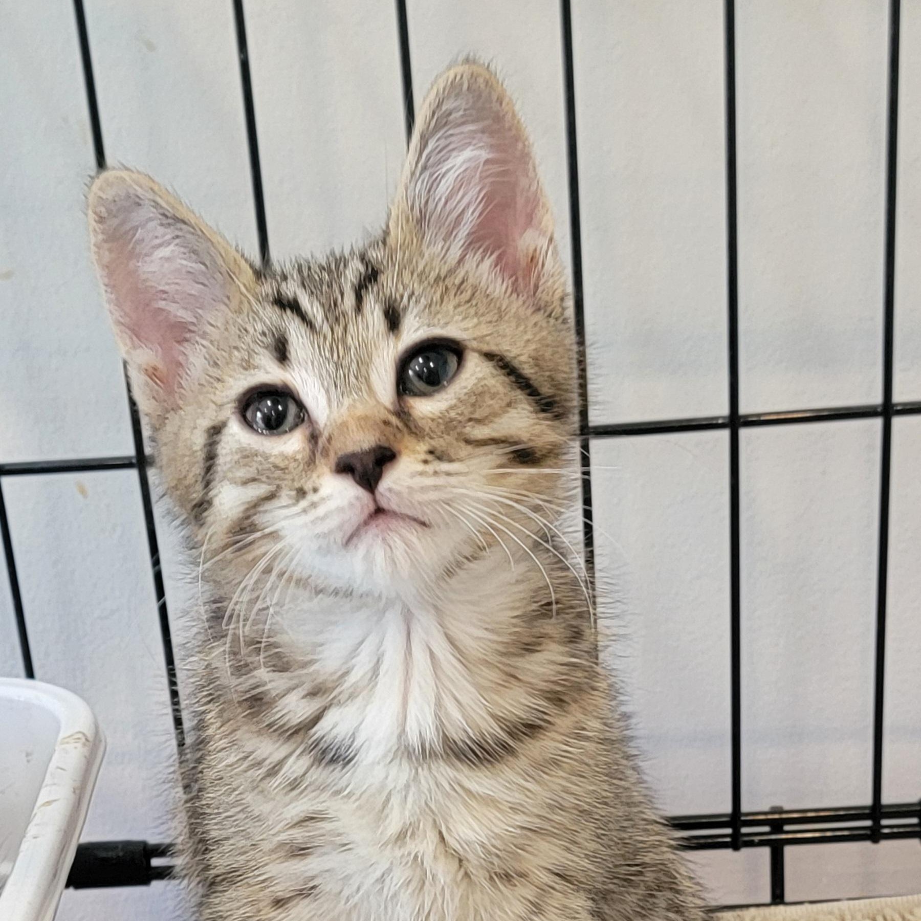 Enlarge Pickles, a ADOPTABLE Domestic Short Hair in Wyandotte, MI image 2/6