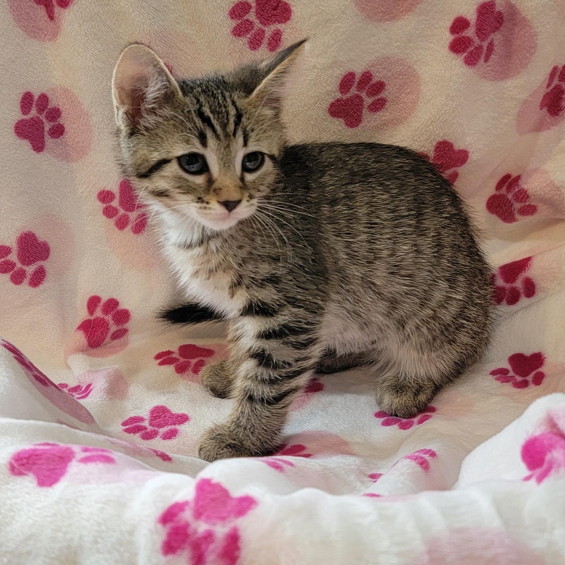 Enlarge Pickles, a ADOPTABLE Domestic Short Hair in Wyandotte, MI image 1/6