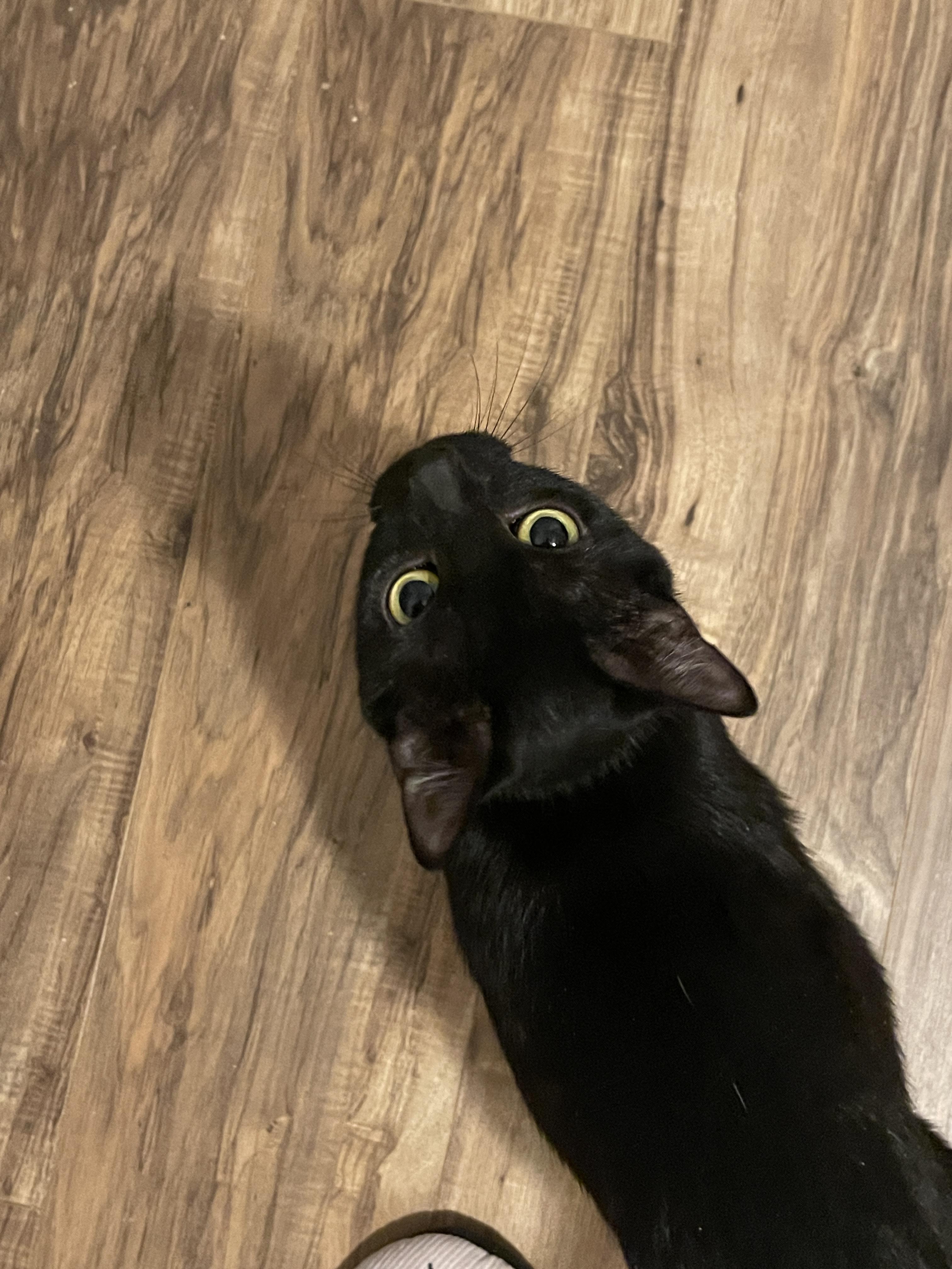 Enlarge Jasmine (aka "Jazzy" or "Minnie"), a Adoptable Domestic Short Hair in Douglas, MA image 4/6