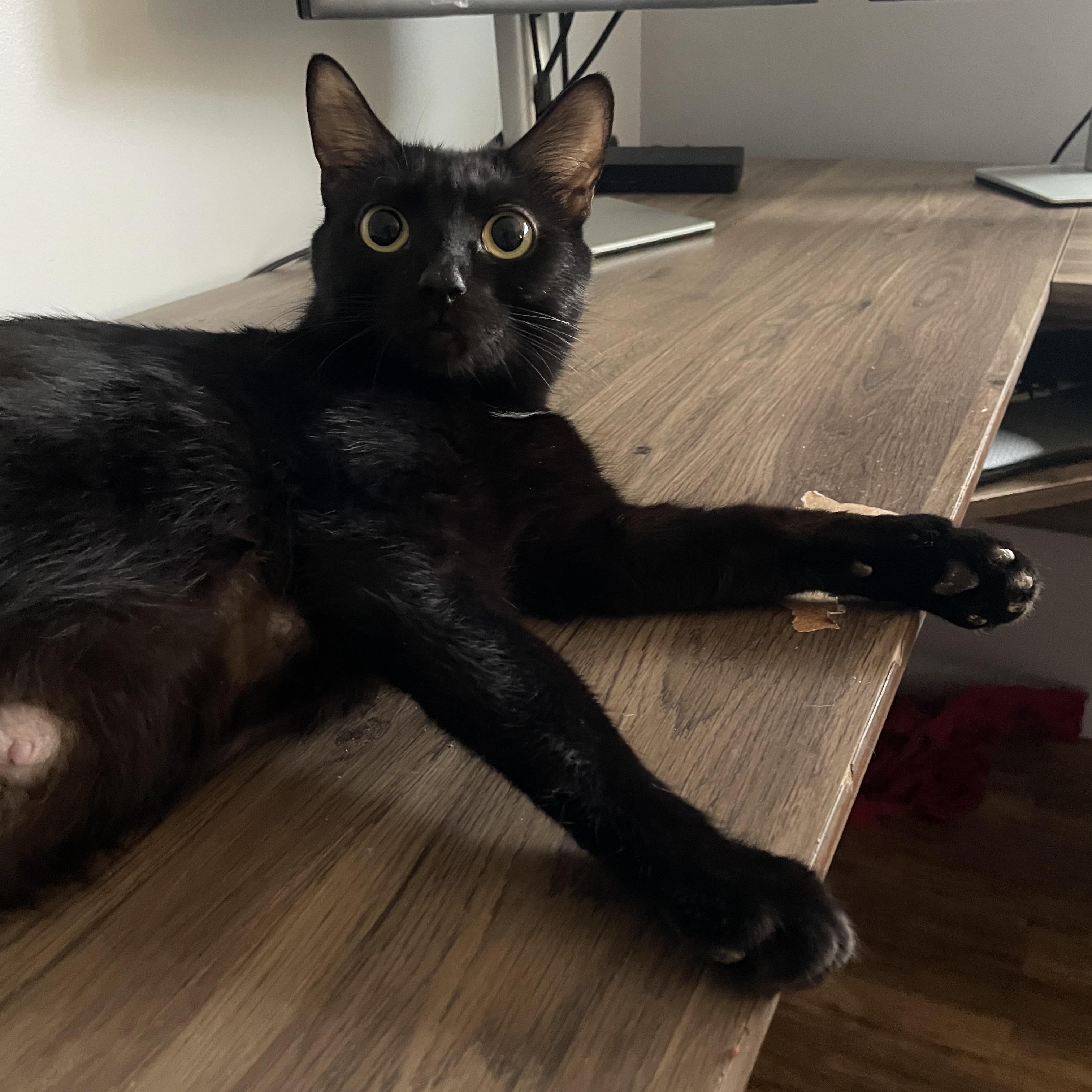 Enlarge Jasmine (aka "Jazzy" or "Minnie"), a Adoptable Domestic Short Hair in Douglas, MA image 3/6