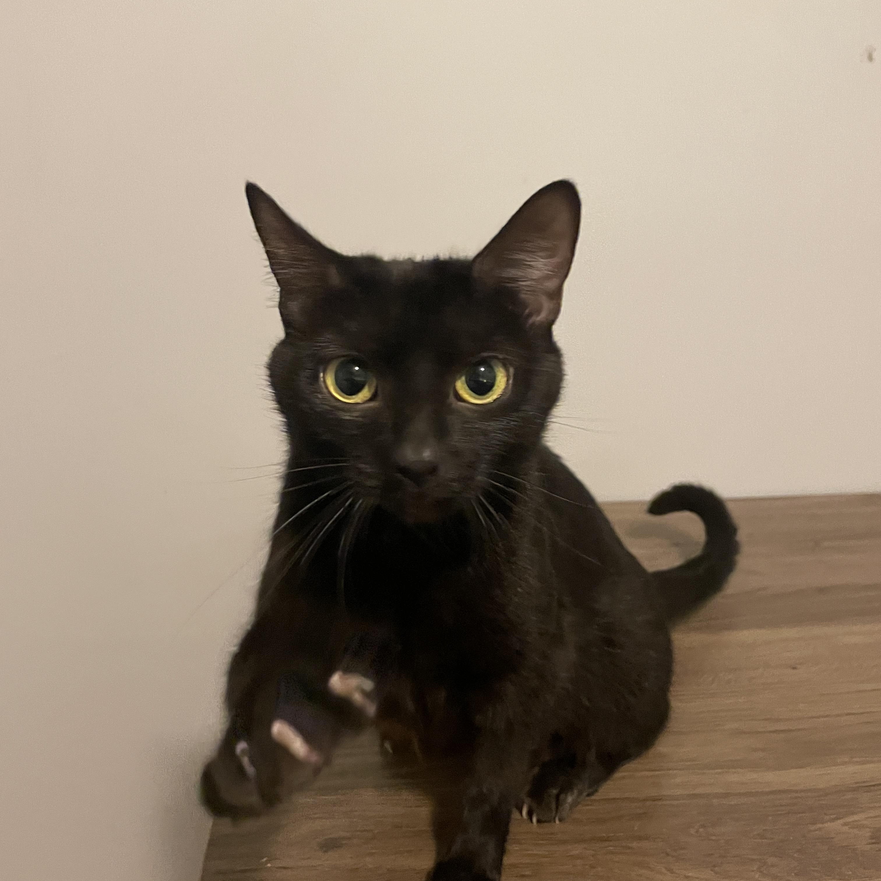 Enlarge Jasmine (aka "Jazzy" or "Minnie"), a Adoptable Domestic Short Hair in Douglas, MA image 6/6