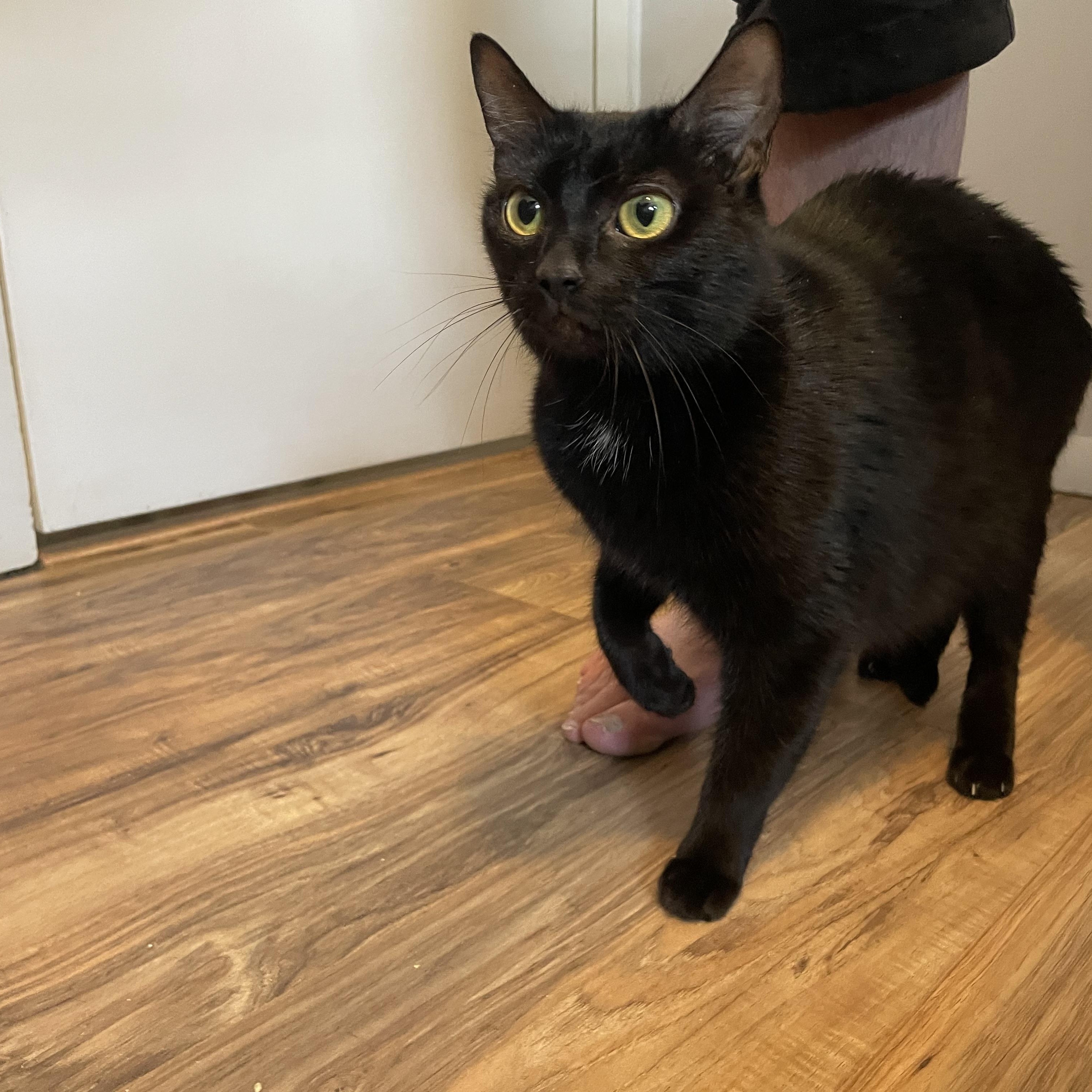 Enlarge Jasmine (aka "Jazzy" or "Minnie"), a Adoptable Domestic Short Hair in Douglas, MA image 2/6