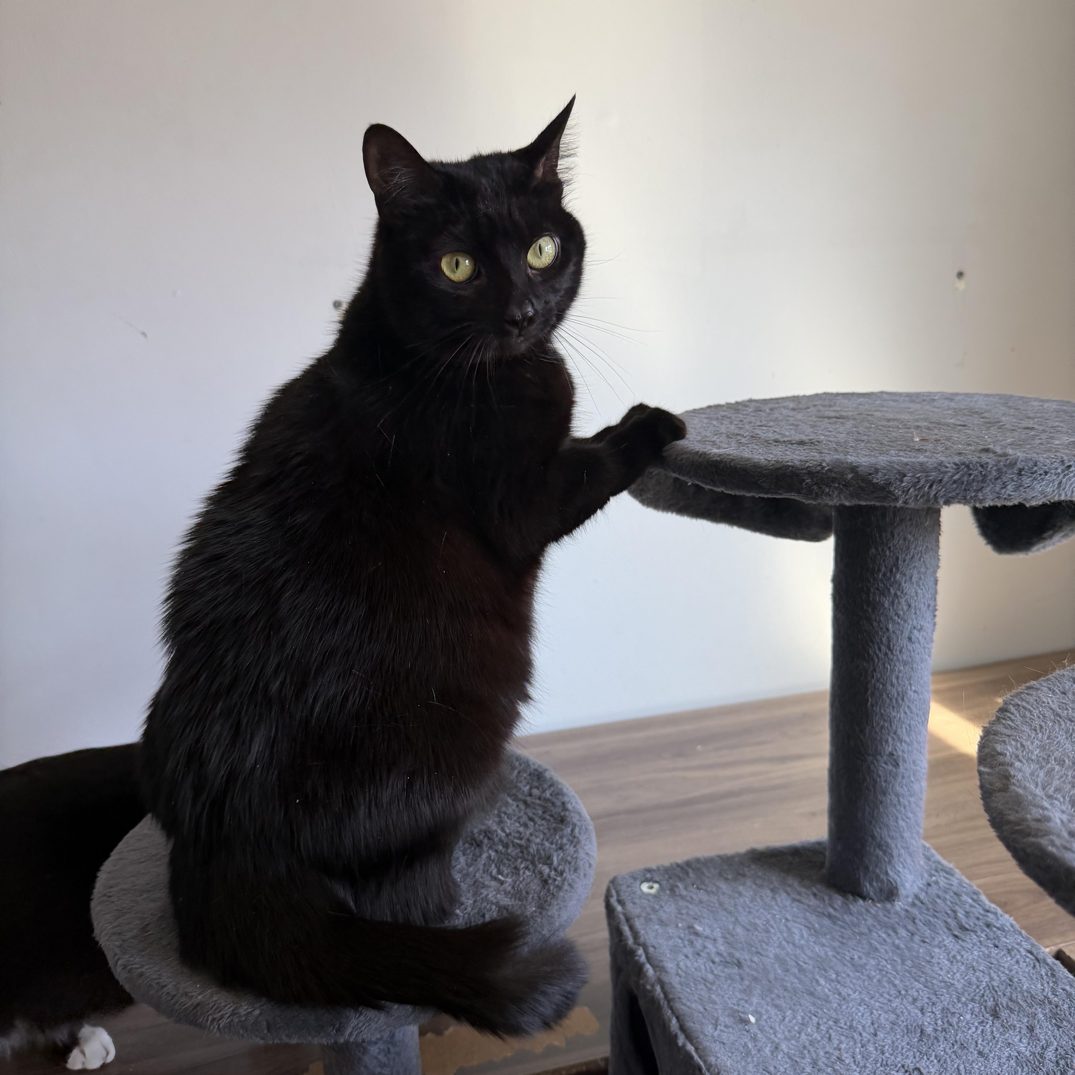 Enlarge Jasmine, a Adoptable Domestic Short Hair in Douglas, MA image 1/6