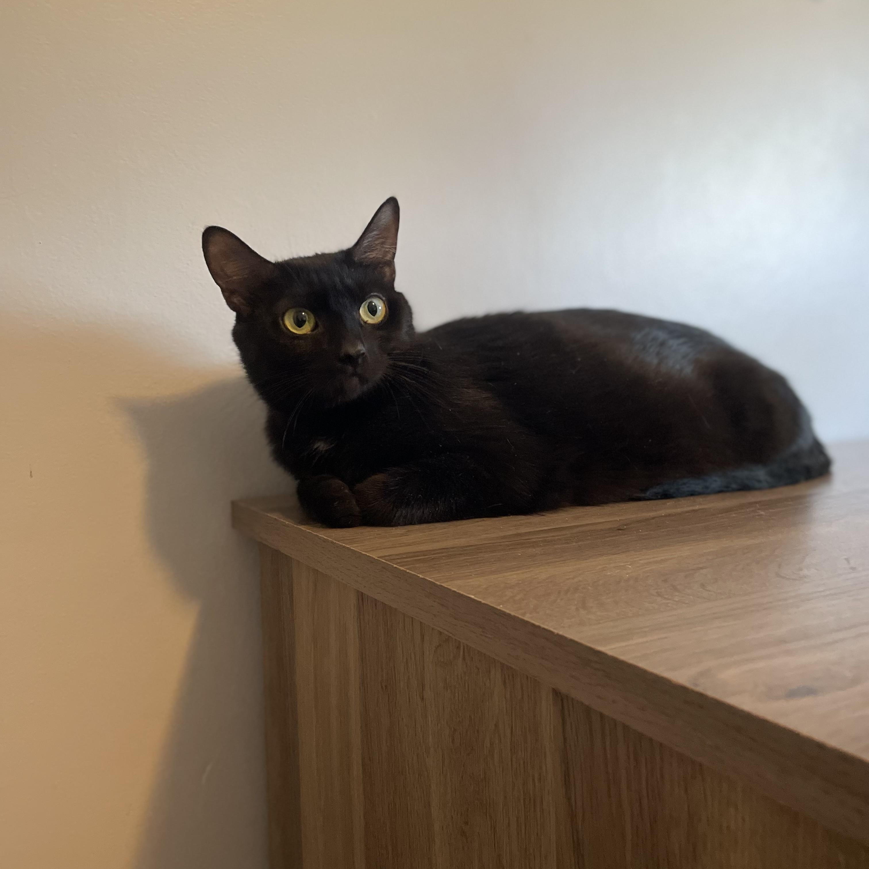 Enlarge Jasmine (aka "Jazzy" or "Minnie"), a Adoptable Domestic Short Hair in Douglas, MA image 5/6