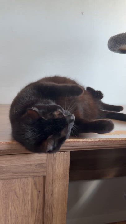 Enlarge Jasmine, a Adoptable Domestic Short Hair in Douglas, MA video 6/6