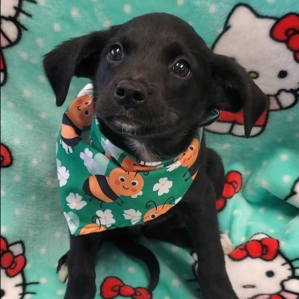 Rosie, Baby Female Labrador Retriever