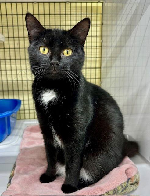 Penelope, Adoptable, Young Female Domestic Short Hair.