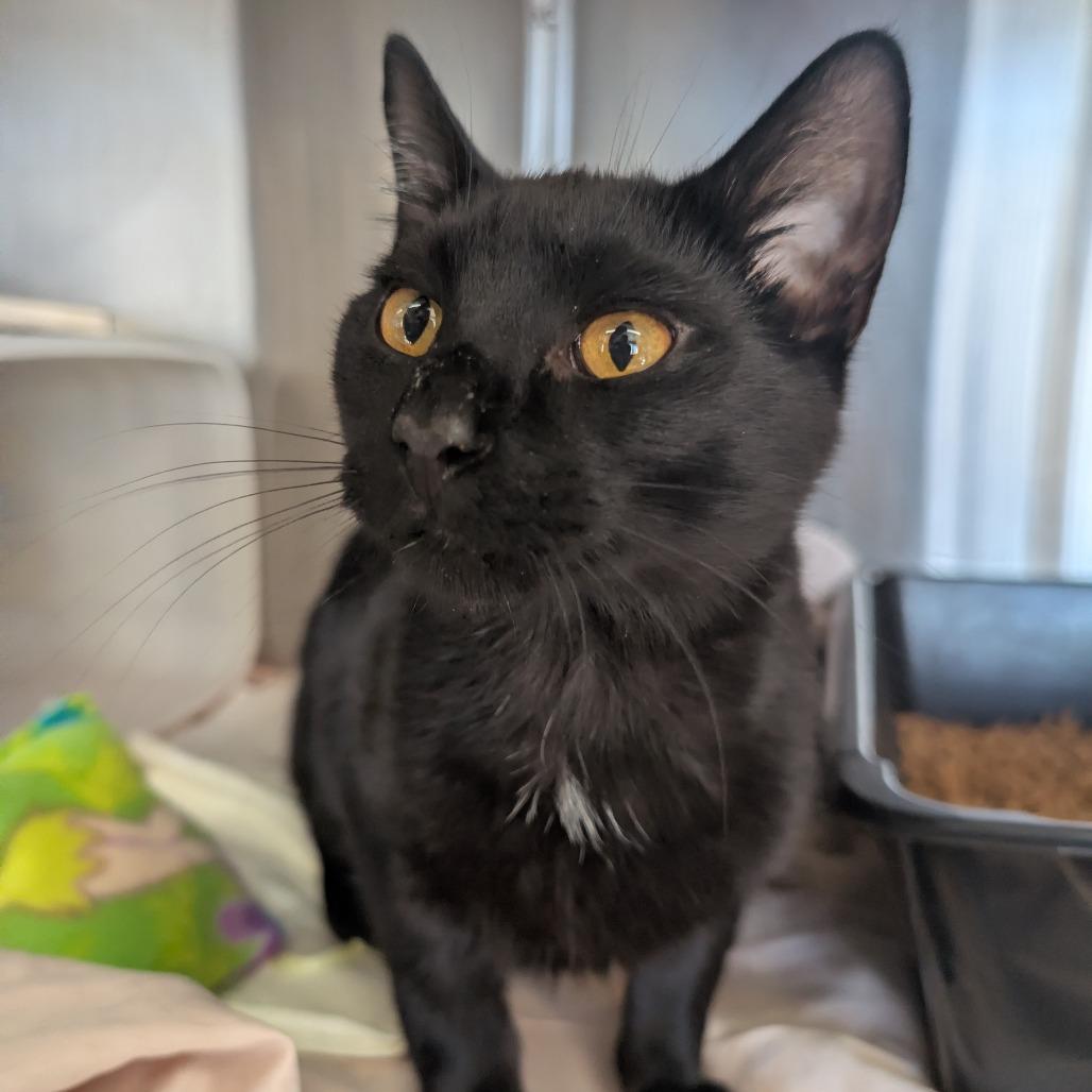 Bob, Adoptable, Young Male Domestic Short Hair.