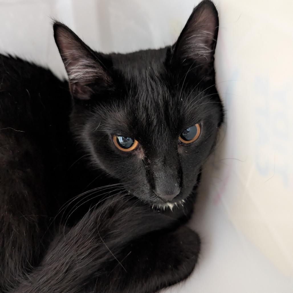 Enlarge Bob, a Adoptable Domestic Short Hair in Manhattan, KS image 2/2