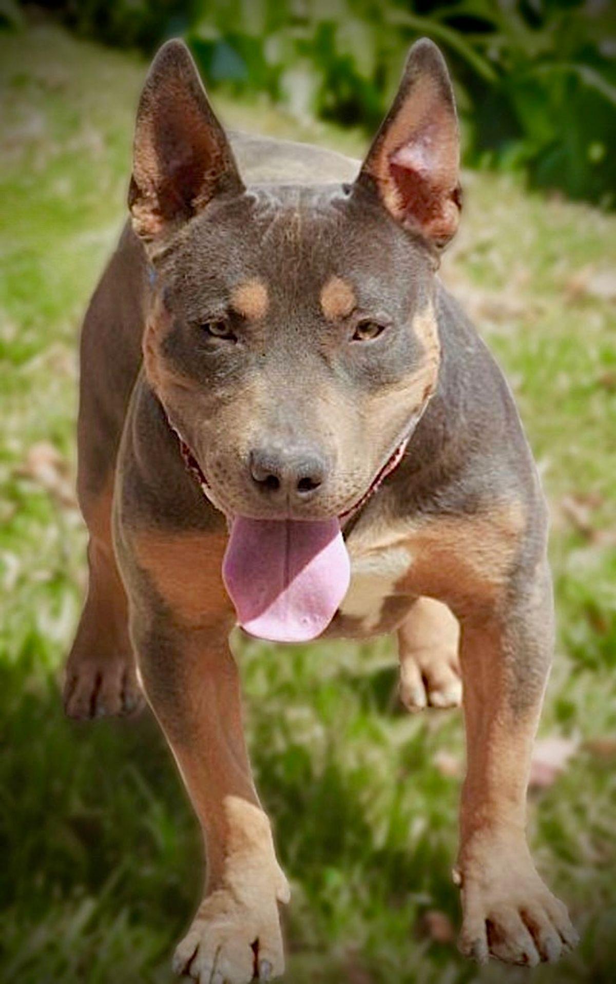 Thistle, Adoptable, Adult Male American Staffordshire Terrier.