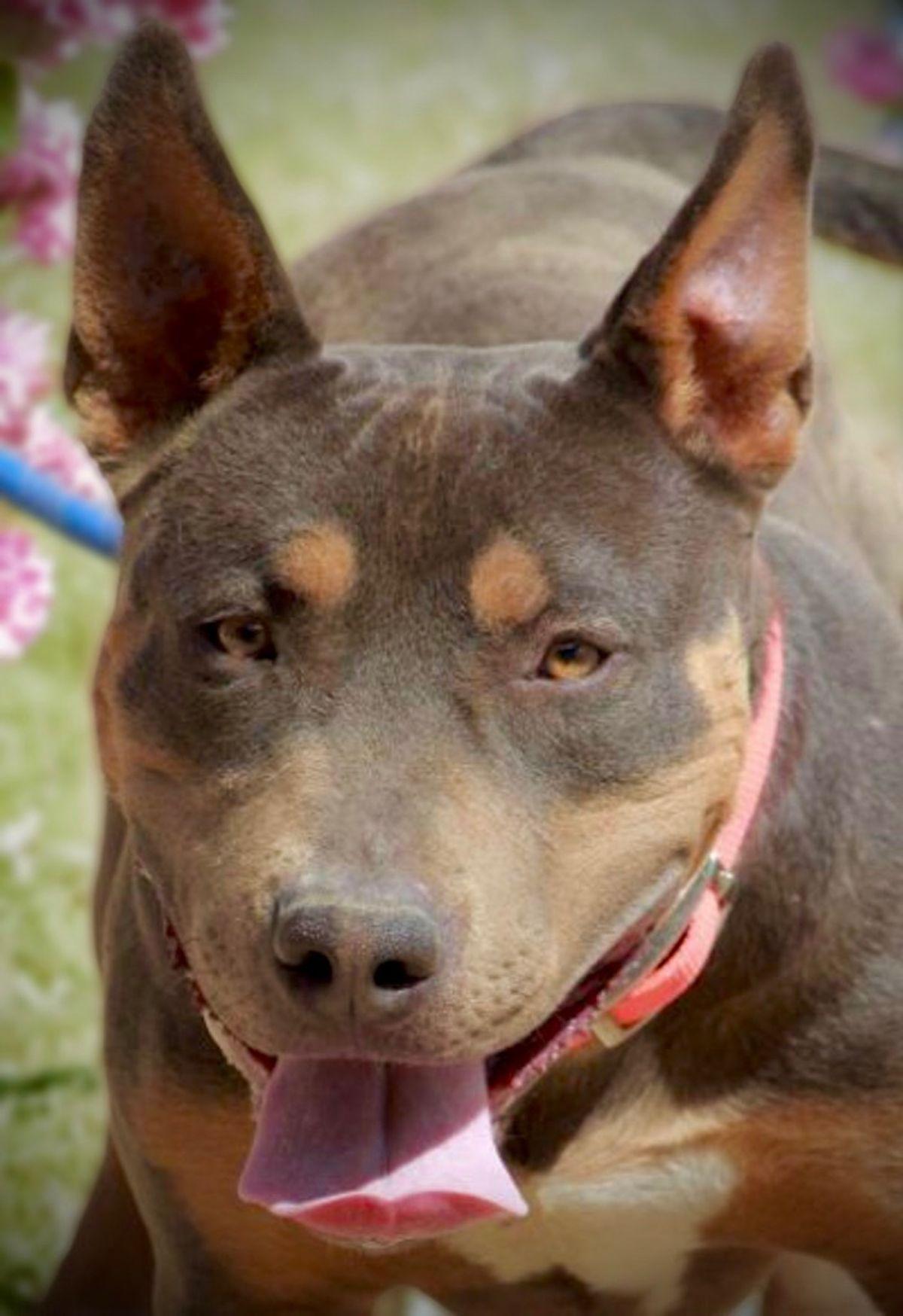 Enlarge Thistle, a Adoptable American Staffordshire Terrier in Kingman, AZ image 2/3