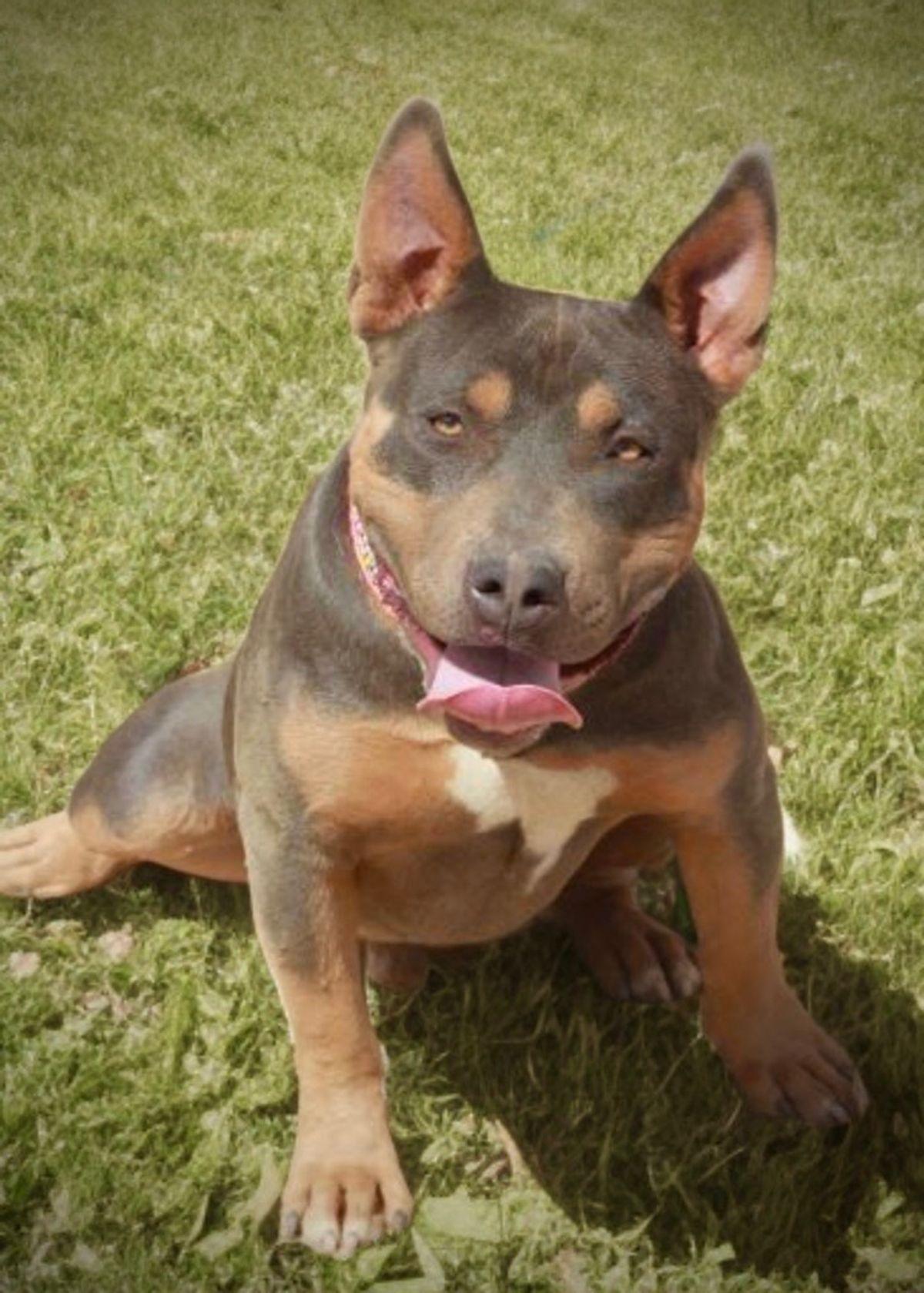 Enlarge Thistle, a Adoptable American Staffordshire Terrier in Kingman, AZ image 3/3