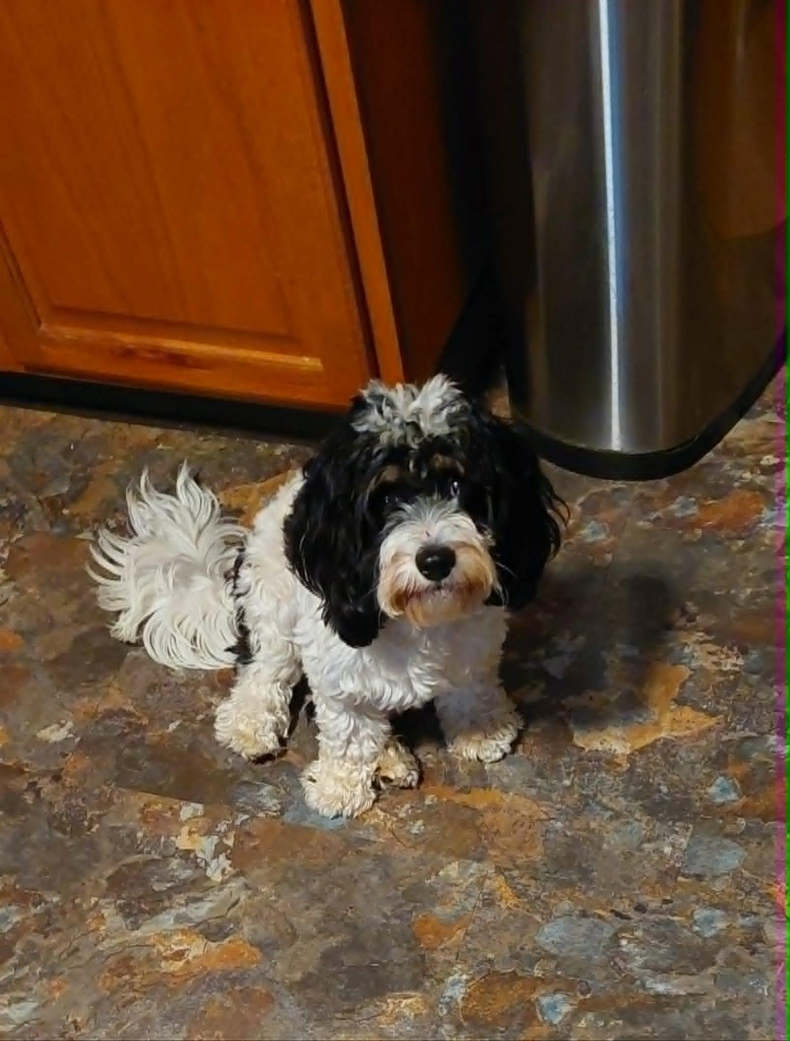 Chester, a ADOPTABLE Cavachon in Conesus, NY image 1/3
