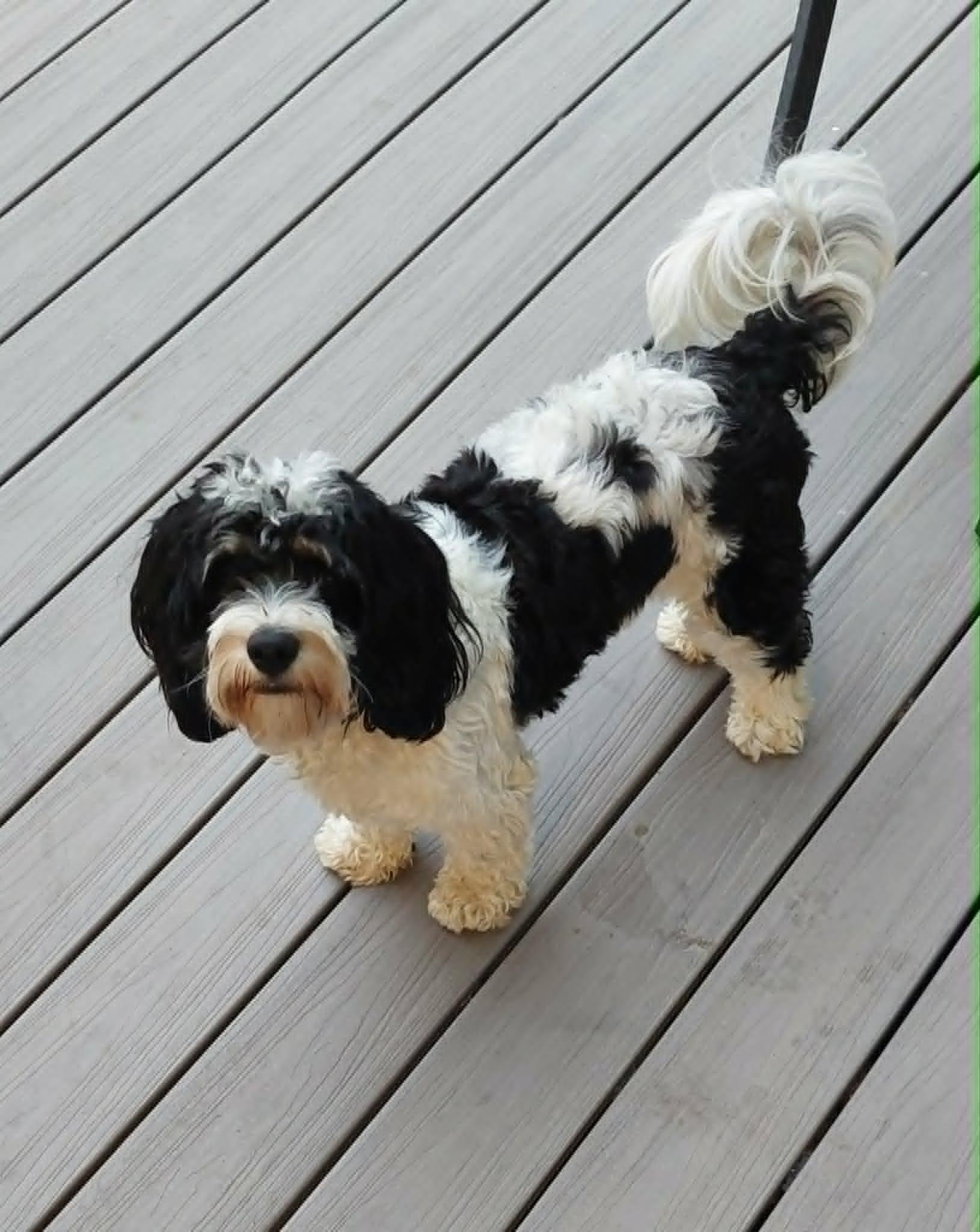Chester, a ADOPTABLE Cavachon in Conesus, NY image 2/3