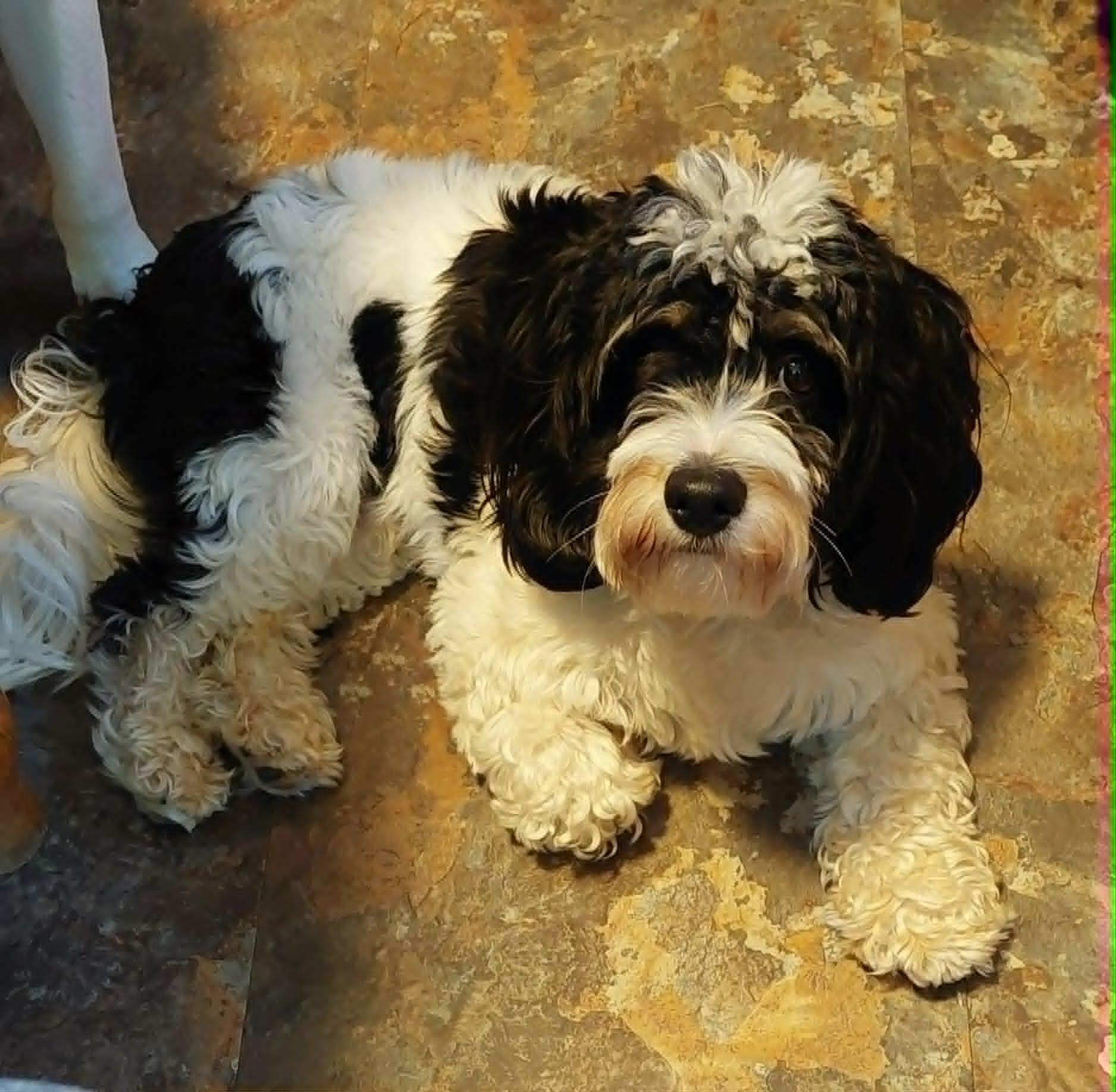 Chester, a ADOPTABLE Cavachon in Conesus, NY image 3/3