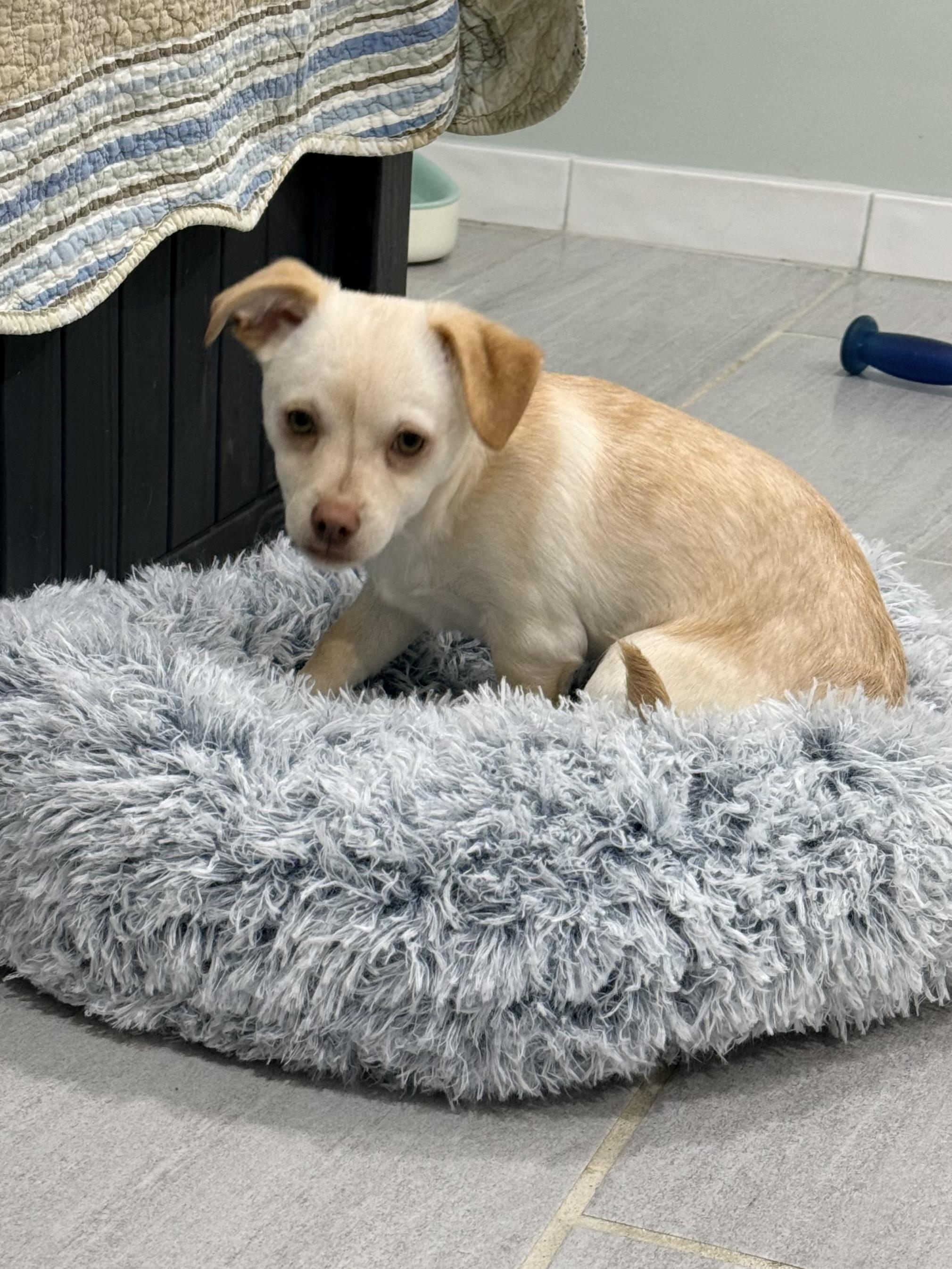 Enlarge Ollie, an adopted mixed breed in Copiague, NY image 2/4