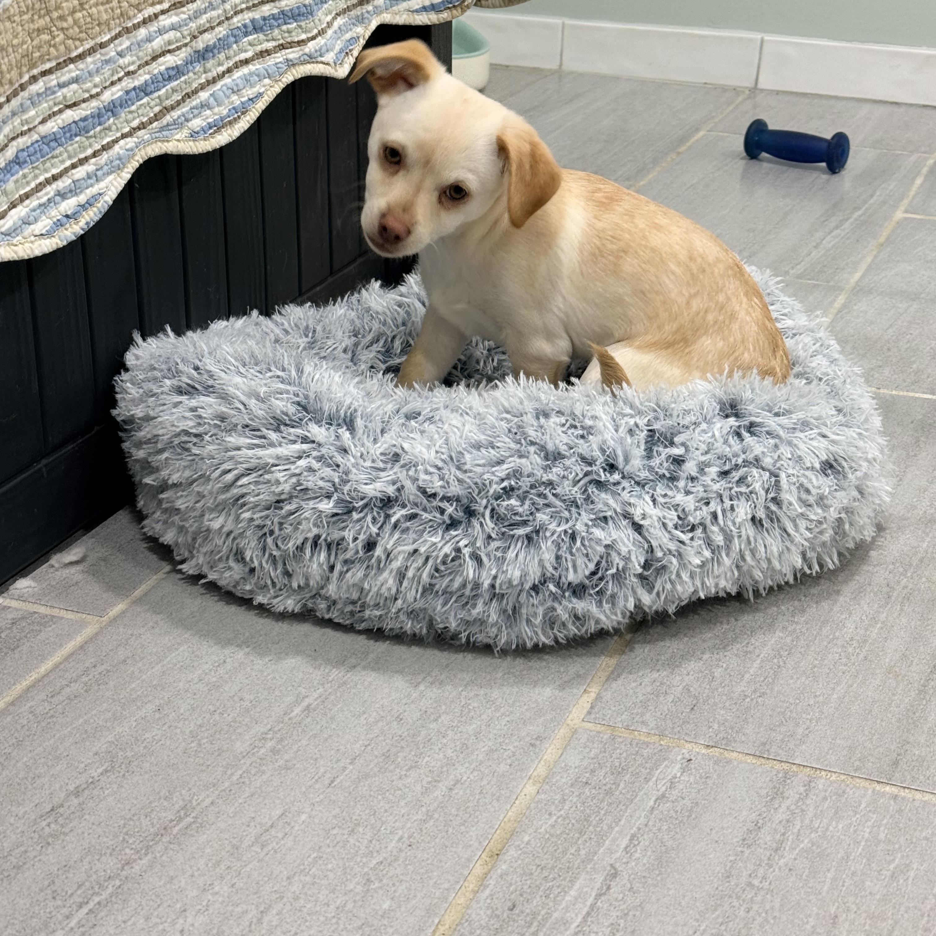 Enlarge Ollie, an adopted mixed breed in Copiague, NY image 3/4