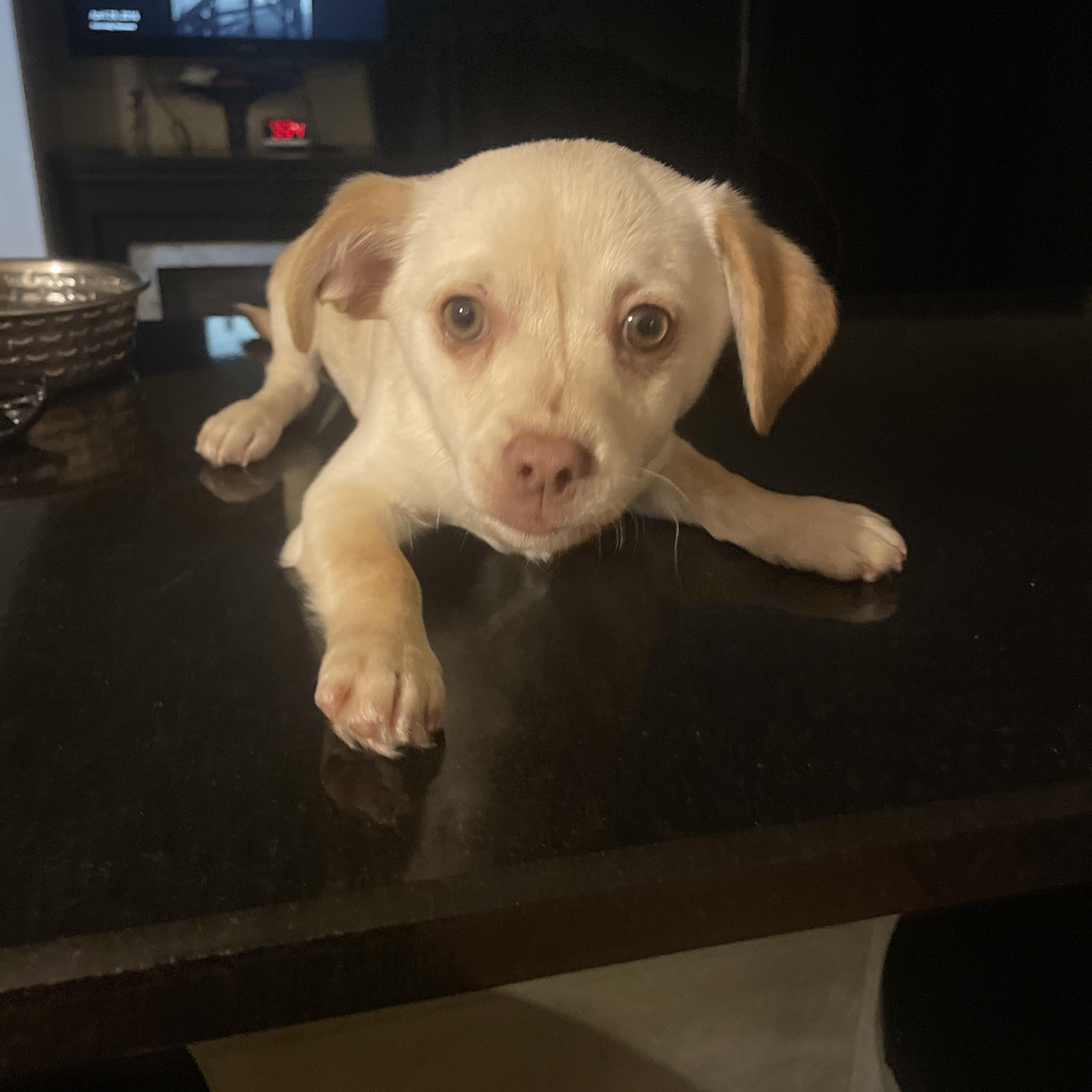 Enlarge Ollie, an adopted mixed breed in Copiague, NY image 4/4