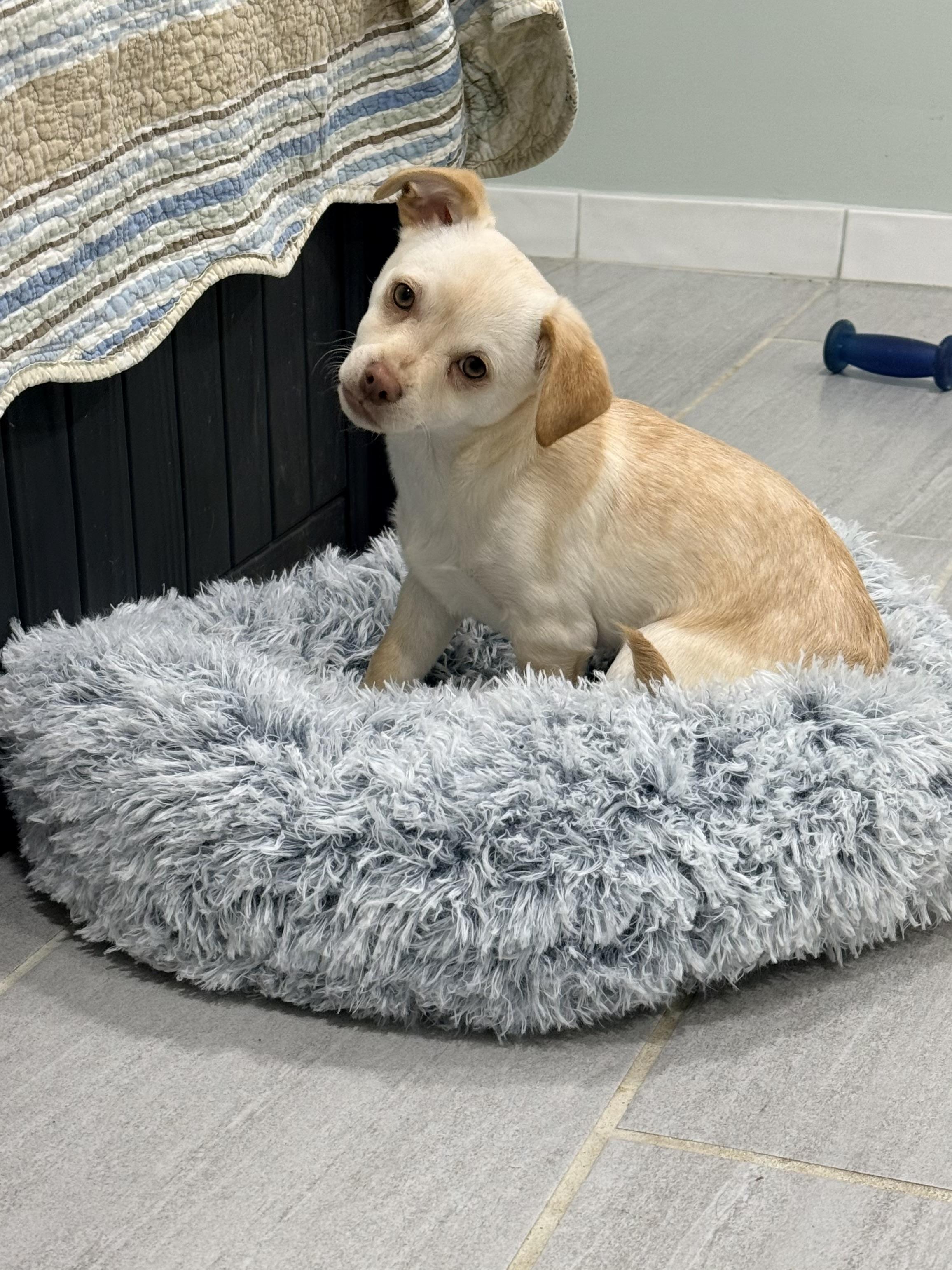 Ollie, ADOPTABLE, Puppy Male Dachshund.