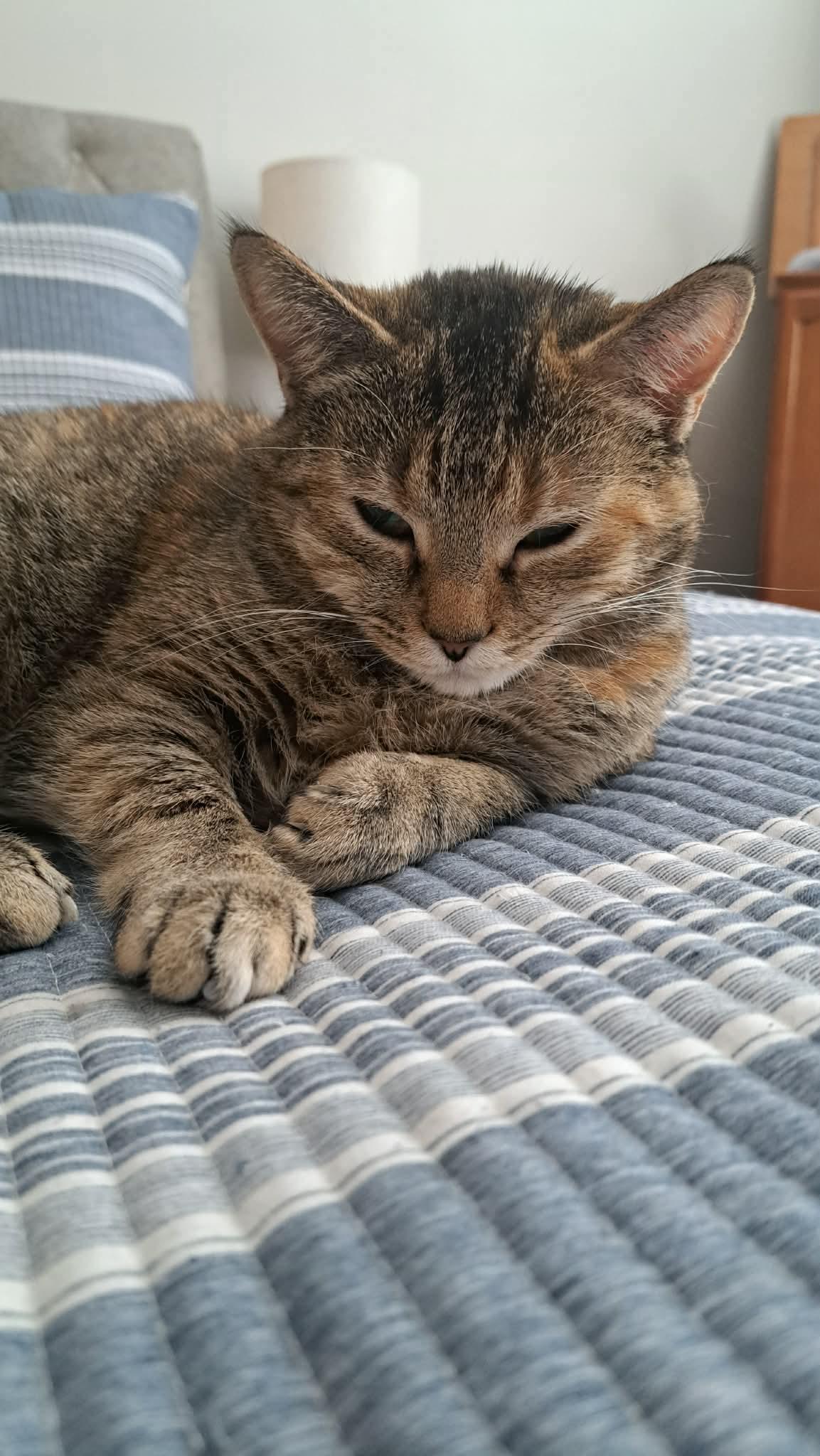 CAT - FAITH, a Adoptable Domestic Short Hair in GILBERTS, IL image 1/3