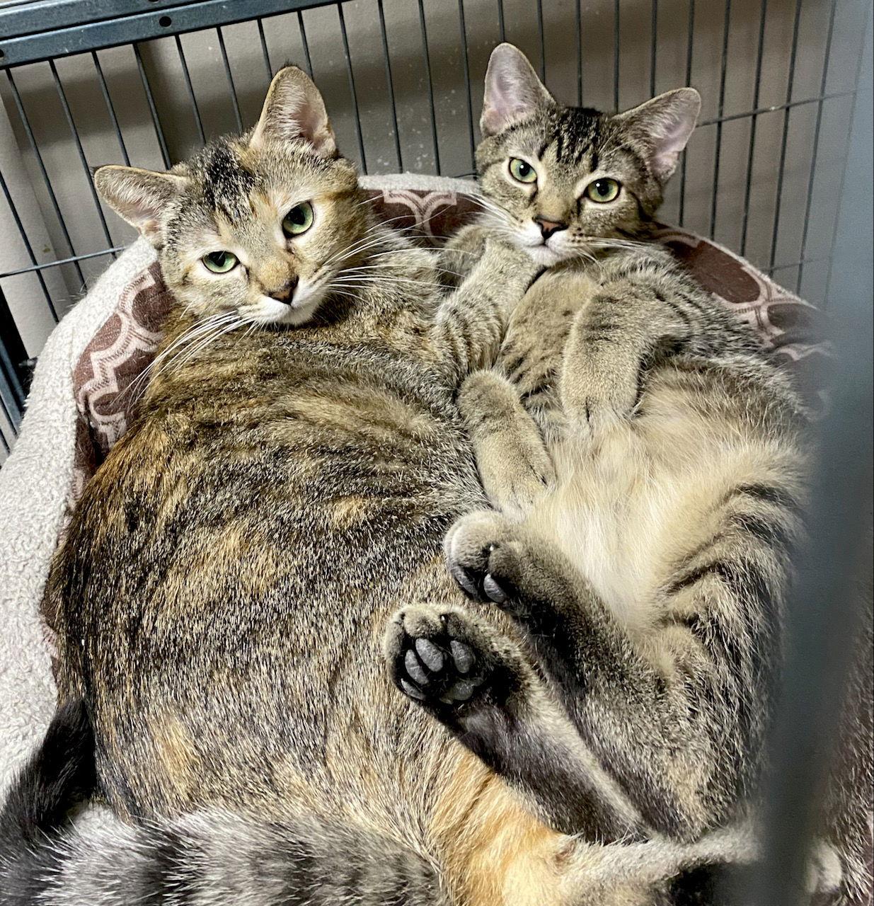 CAT- FAITH, Adoptable, Adult Female Domestic Short Hair.