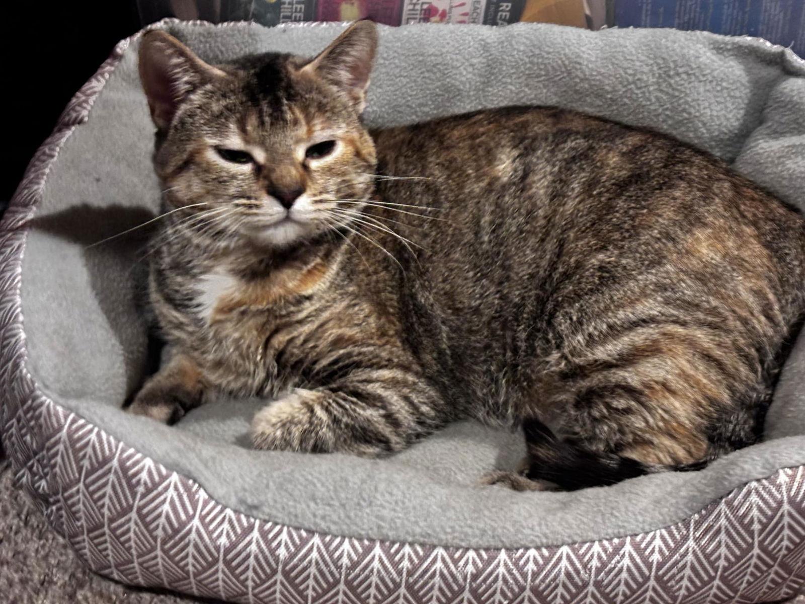 CAT- FAITH, a Adoptable Domestic Short Hair in GILBERTS, IL image 2/3