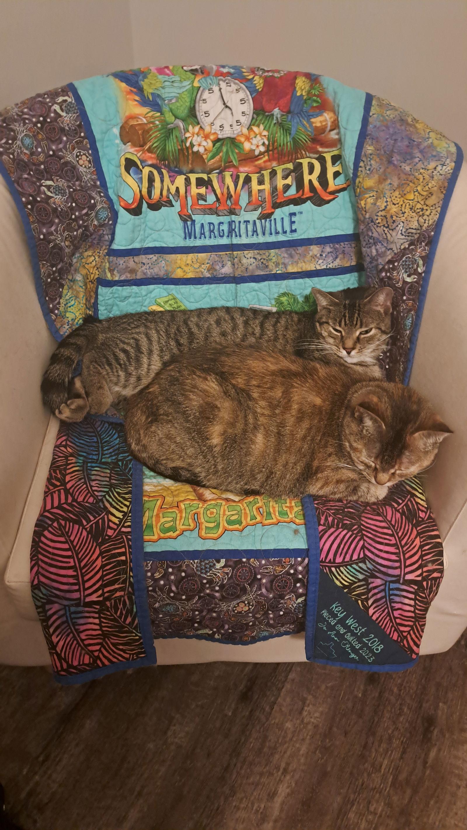 Enlarge CAT - FAITH, a Adoptable Domestic Short Hair in GILBERTS, IL image 2/3