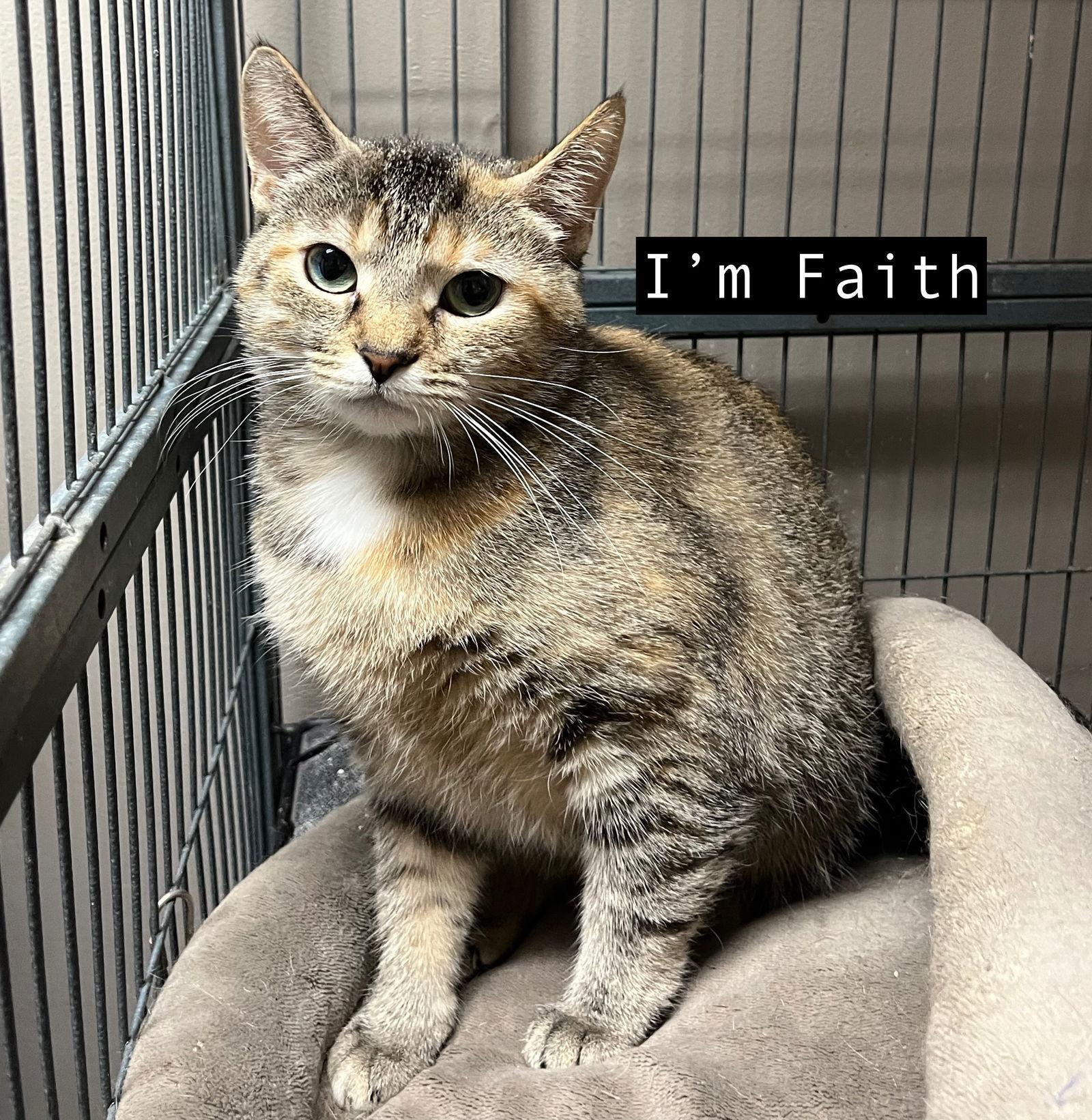 CAT- FAITH, a Adoptable Domestic Short Hair in GILBERTS, IL image 3/3