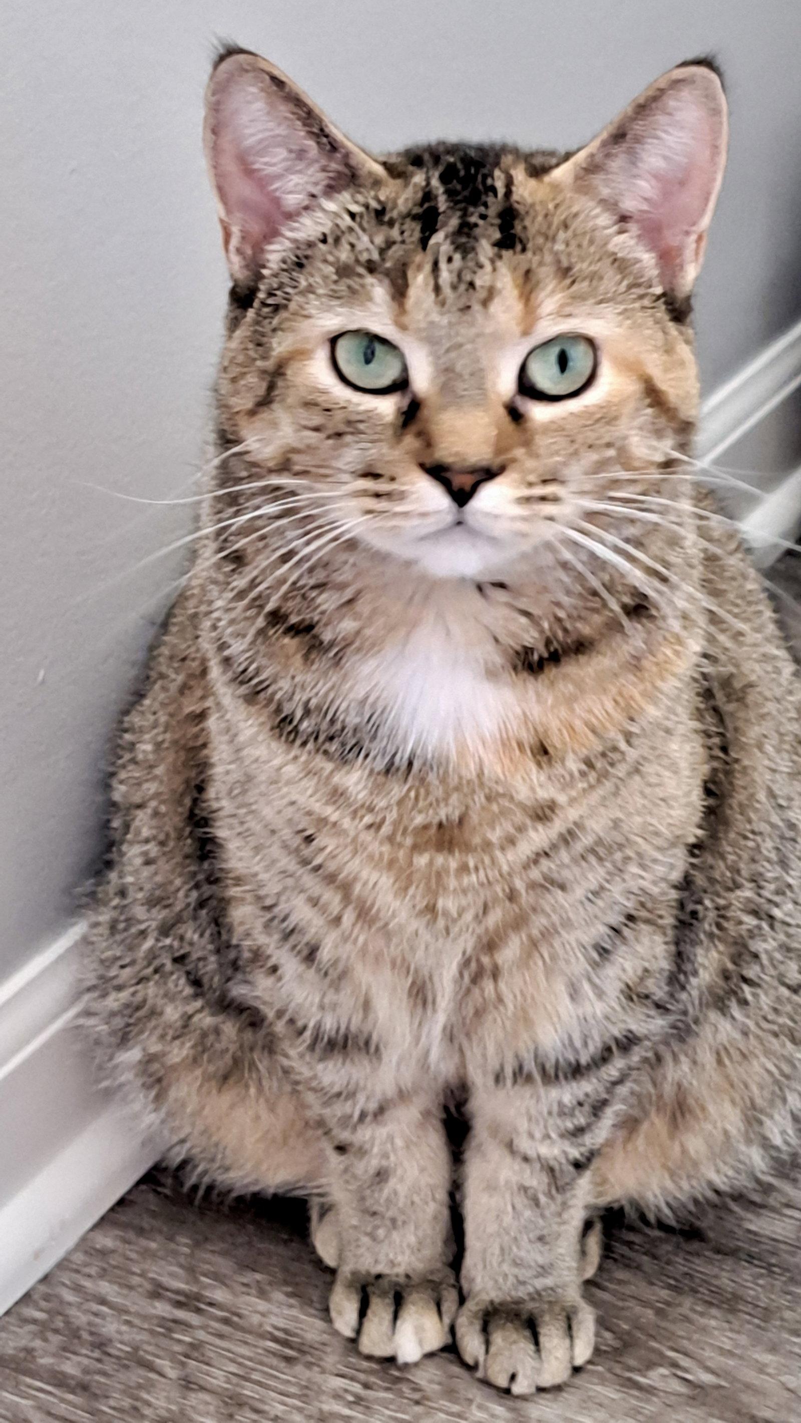 CAT - FAITH, a Adoptable Domestic Short Hair in GILBERTS, IL image 2/3