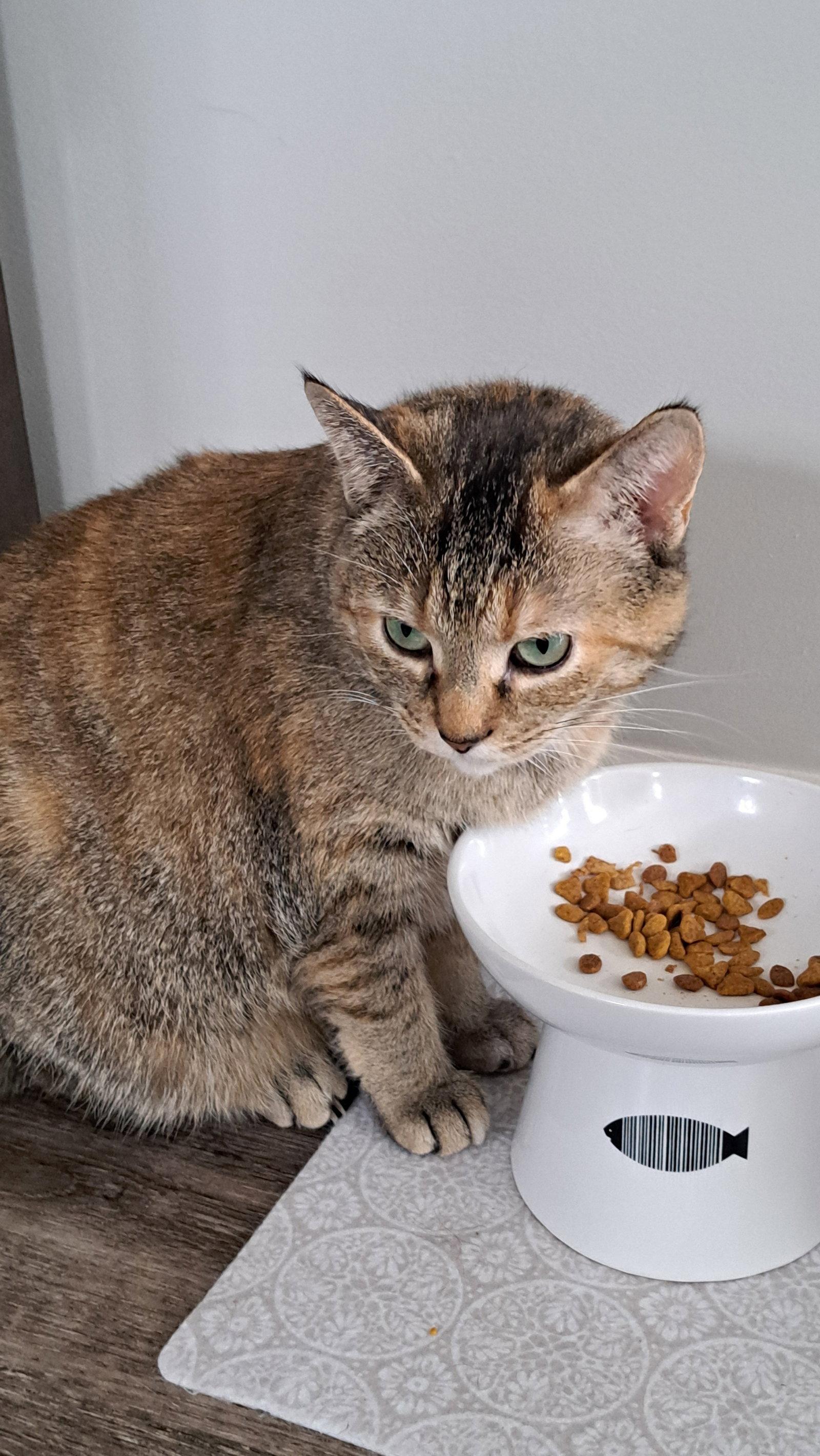 Enlarge CAT - FAITH, a Adoptable Domestic Short Hair in GILBERTS, IL image 3/3