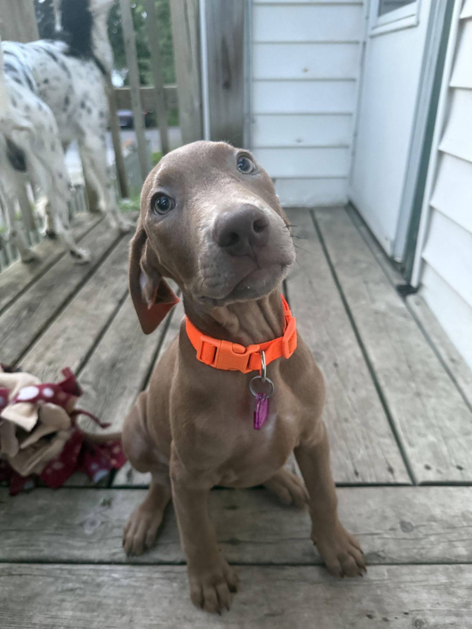 Enlarge Flo, a Adopted Doberman Pinscher in Minneapolis, MN image 1/3