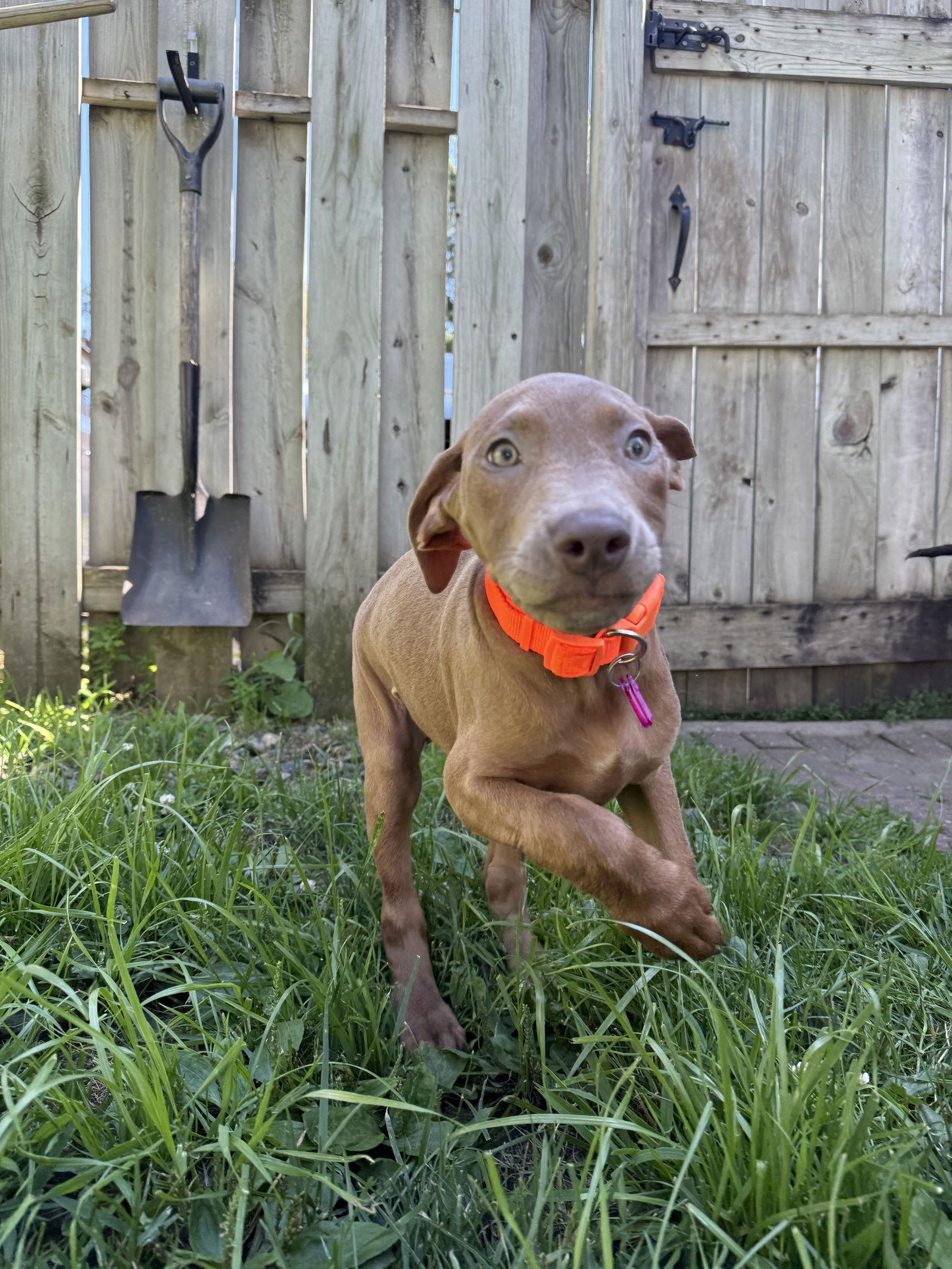 Enlarge Flo, a Adopted Doberman Pinscher in Minneapolis, MN image 2/3