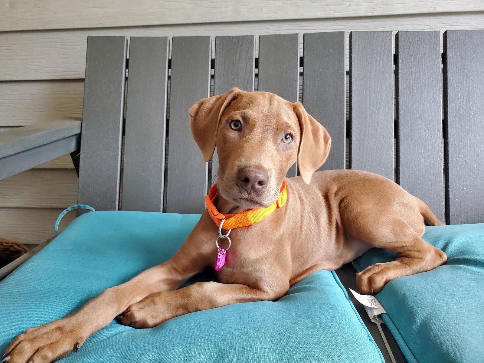 Enlarge Flo, a Adopted Doberman Pinscher in Minneapolis, MN image 3/3